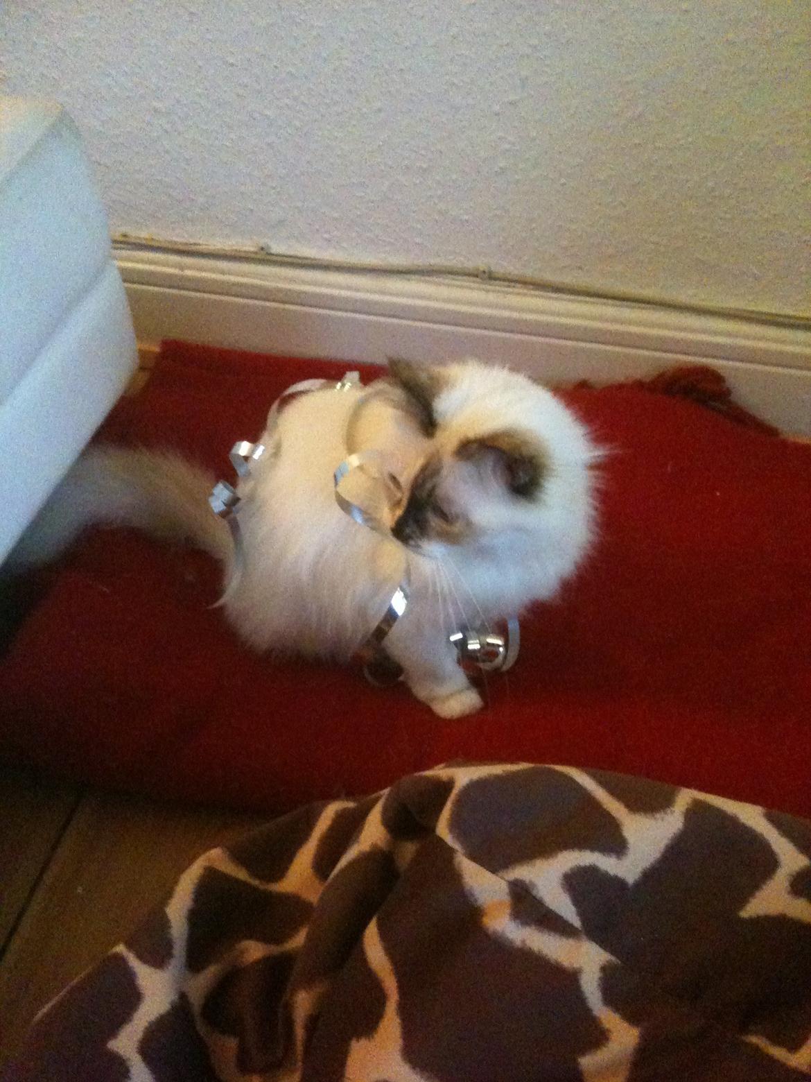 Hellig Birma DK Rosenlyst's Bailey billede 8