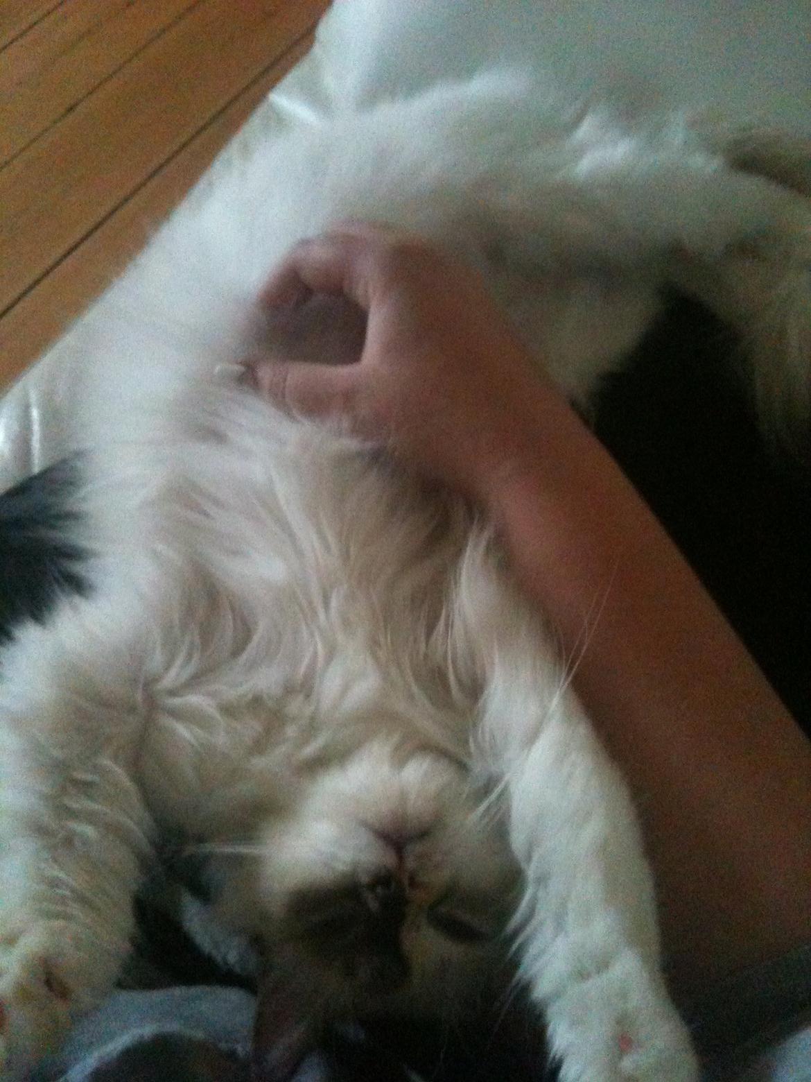 Hellig Birma DK Rosenlyst's Bailey billede 9