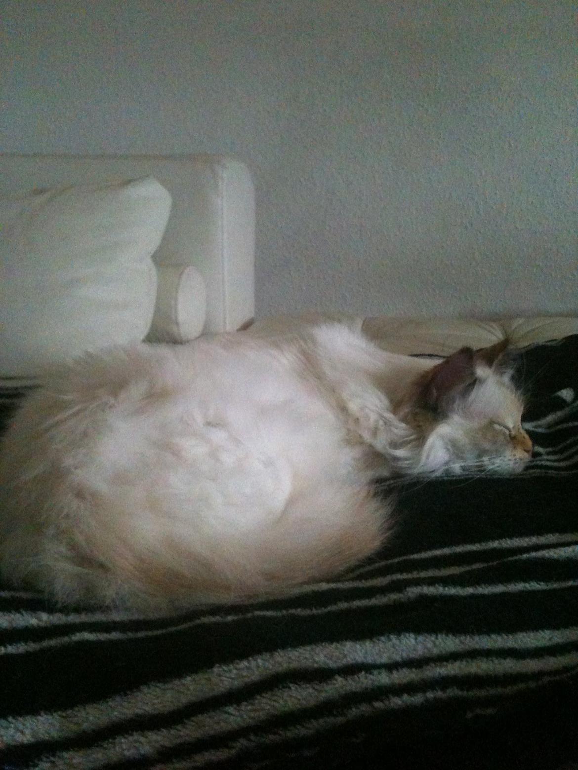 Hellig Birma DK Rosenlyst's Bailey billede 10