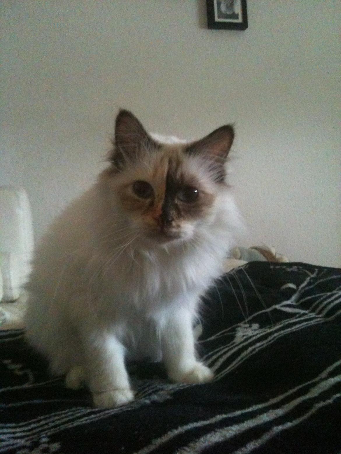 Hellig Birma DK Rosenlyst's Bailey billede 11