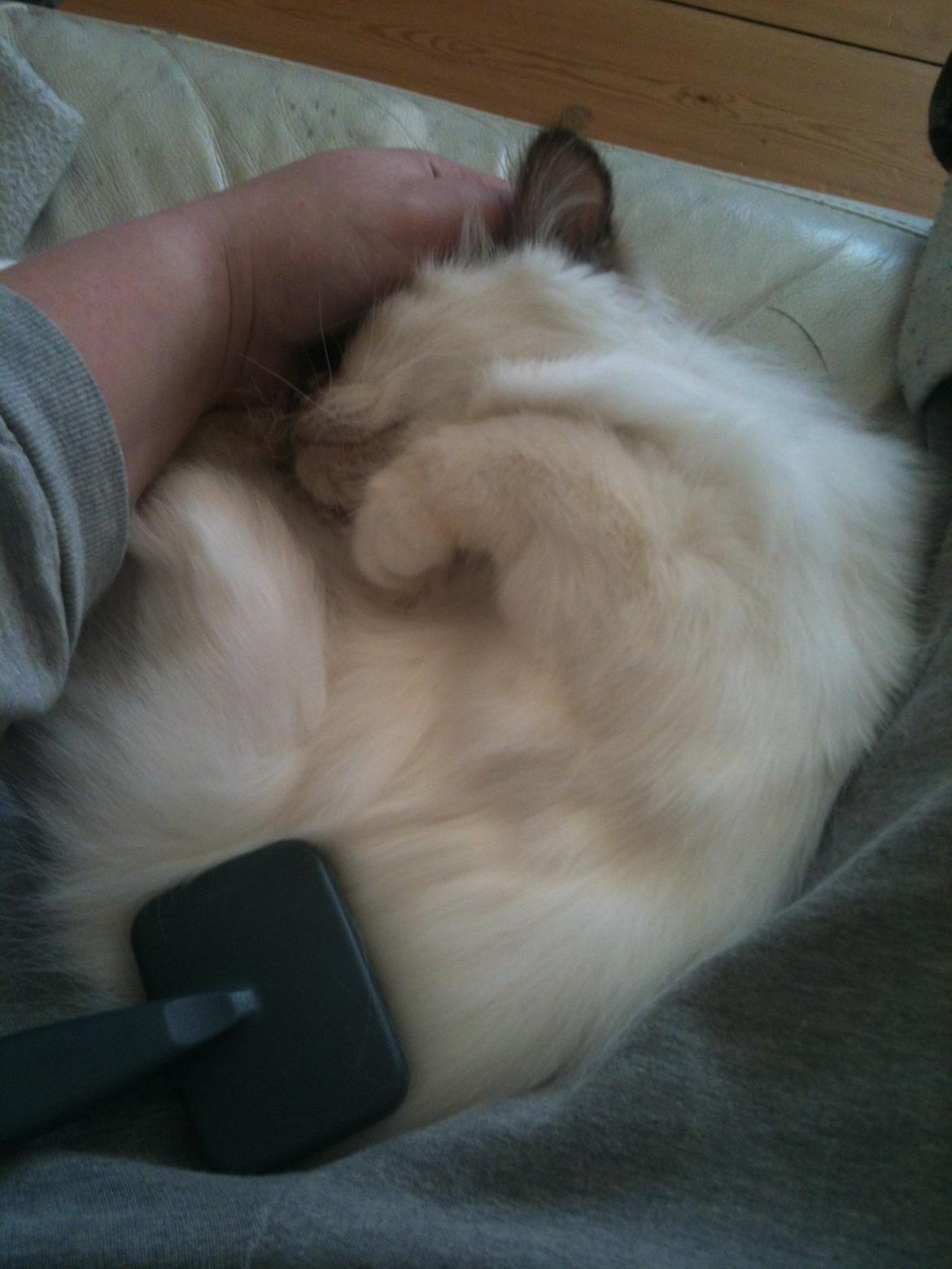 Hellig Birma DK Rosenlyst's Bailey billede 12