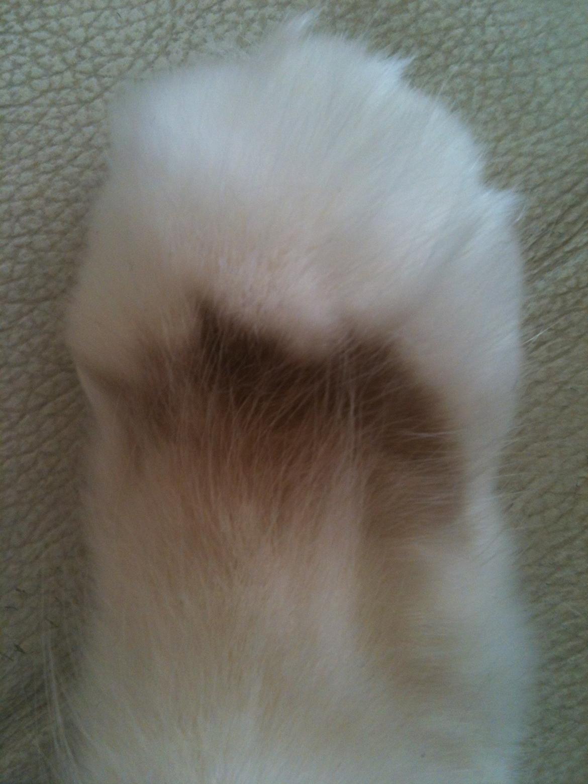 Hellig Birma DK Rosenlyst's Bailey billede 13