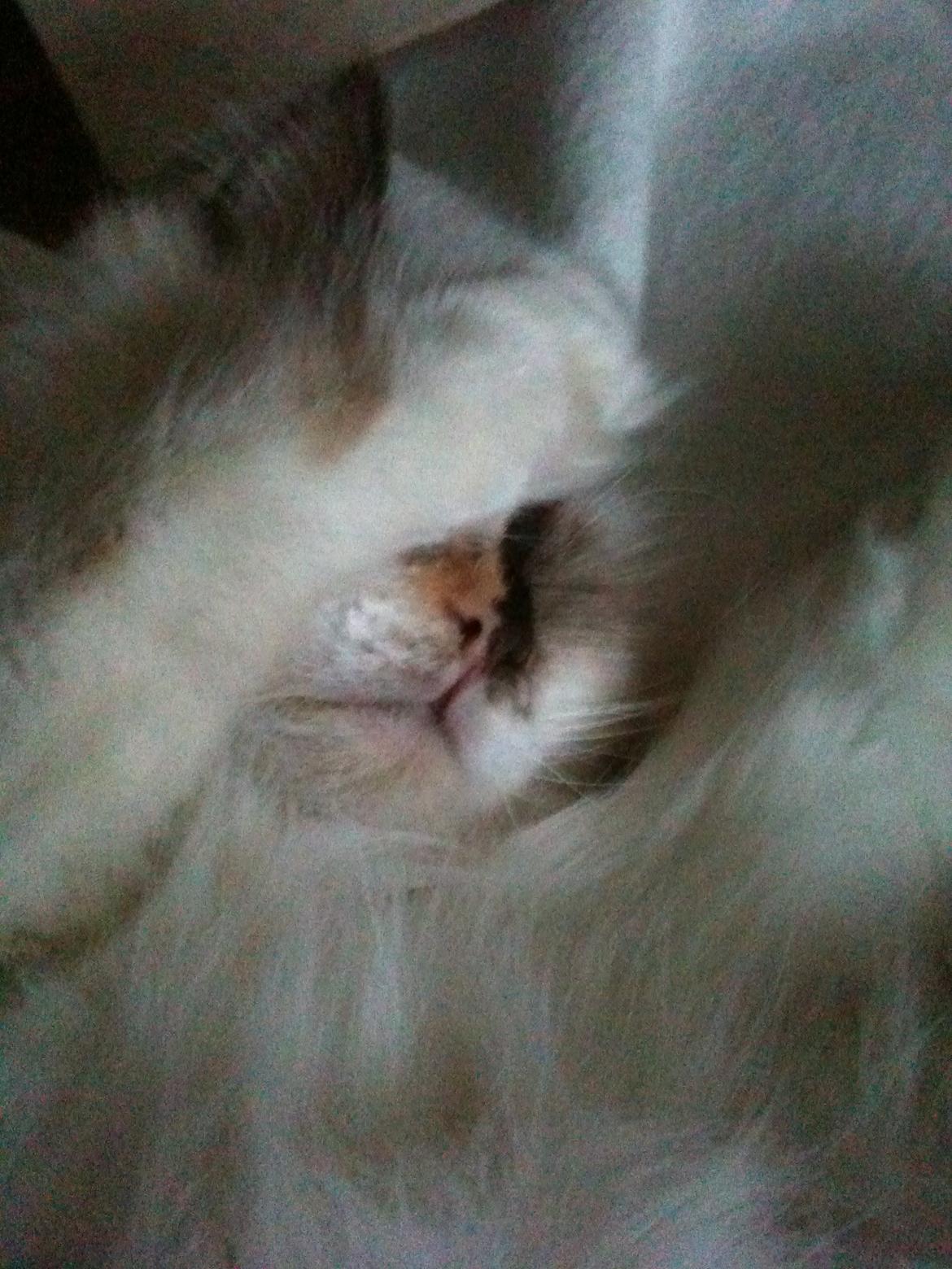 Hellig Birma DK Rosenlyst's Bailey billede 14