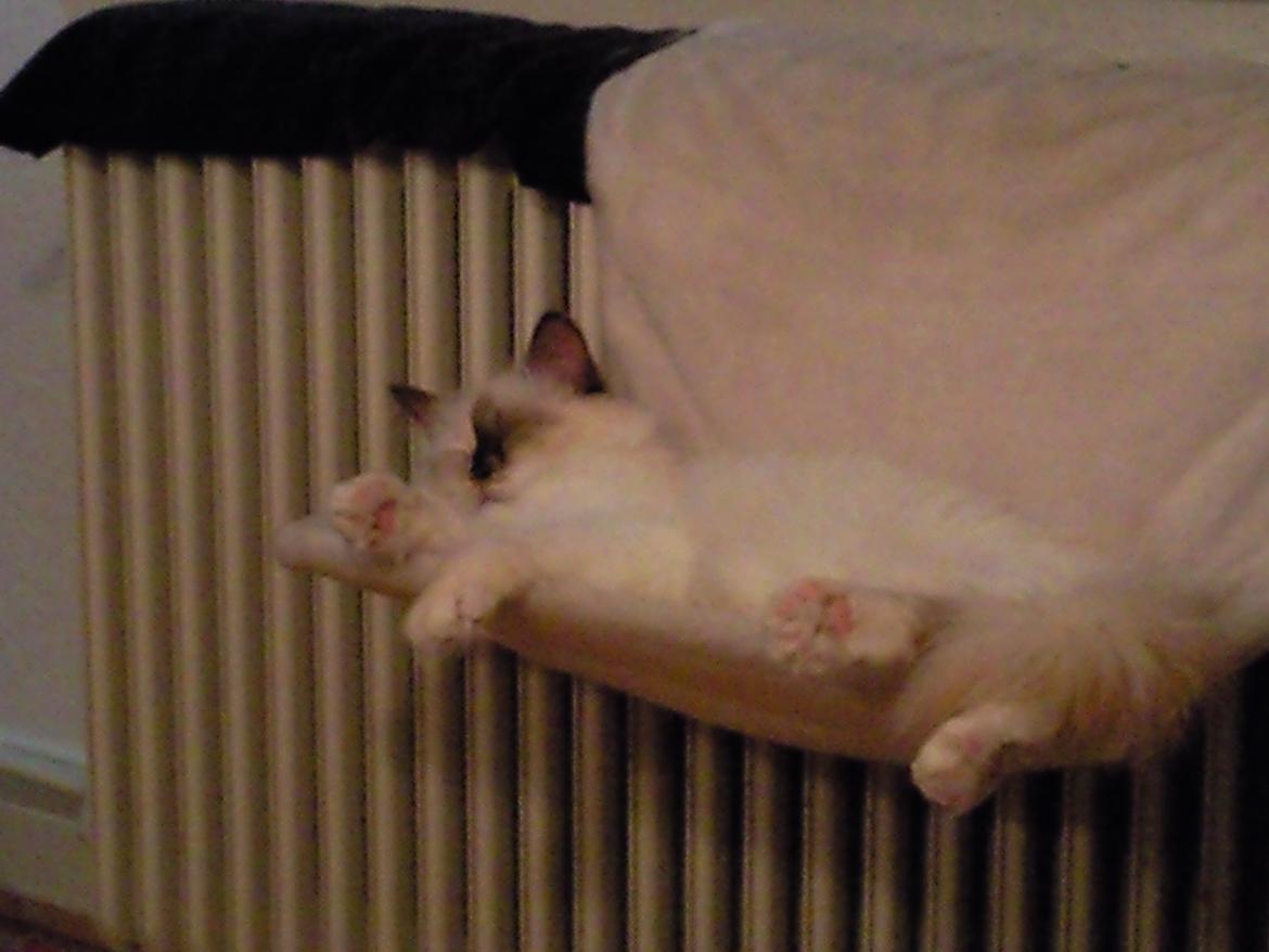 Hellig Birma DK Rosenlyst's Bailey billede 15