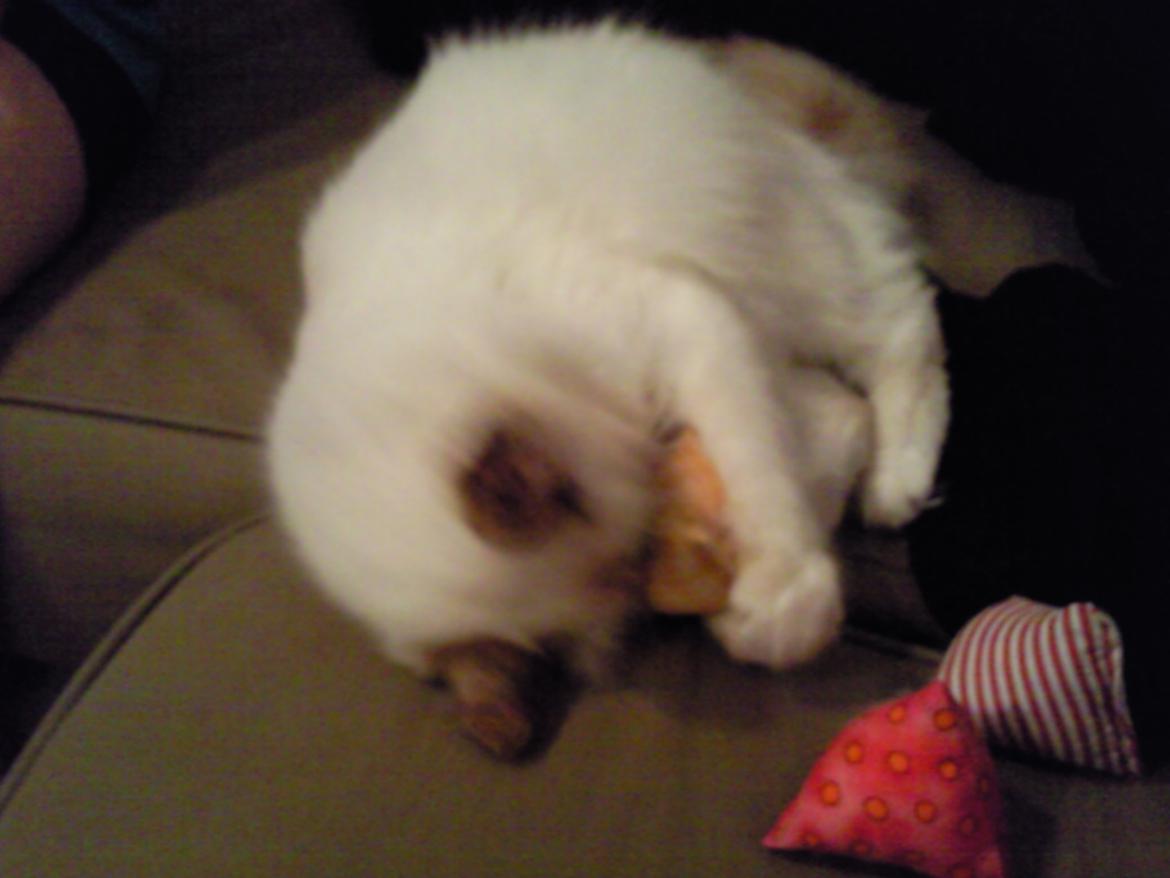 Hellig Birma DK Rosenlyst's Bailey billede 16