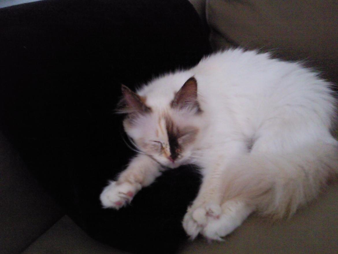 Hellig Birma DK Rosenlyst's Bailey billede 17