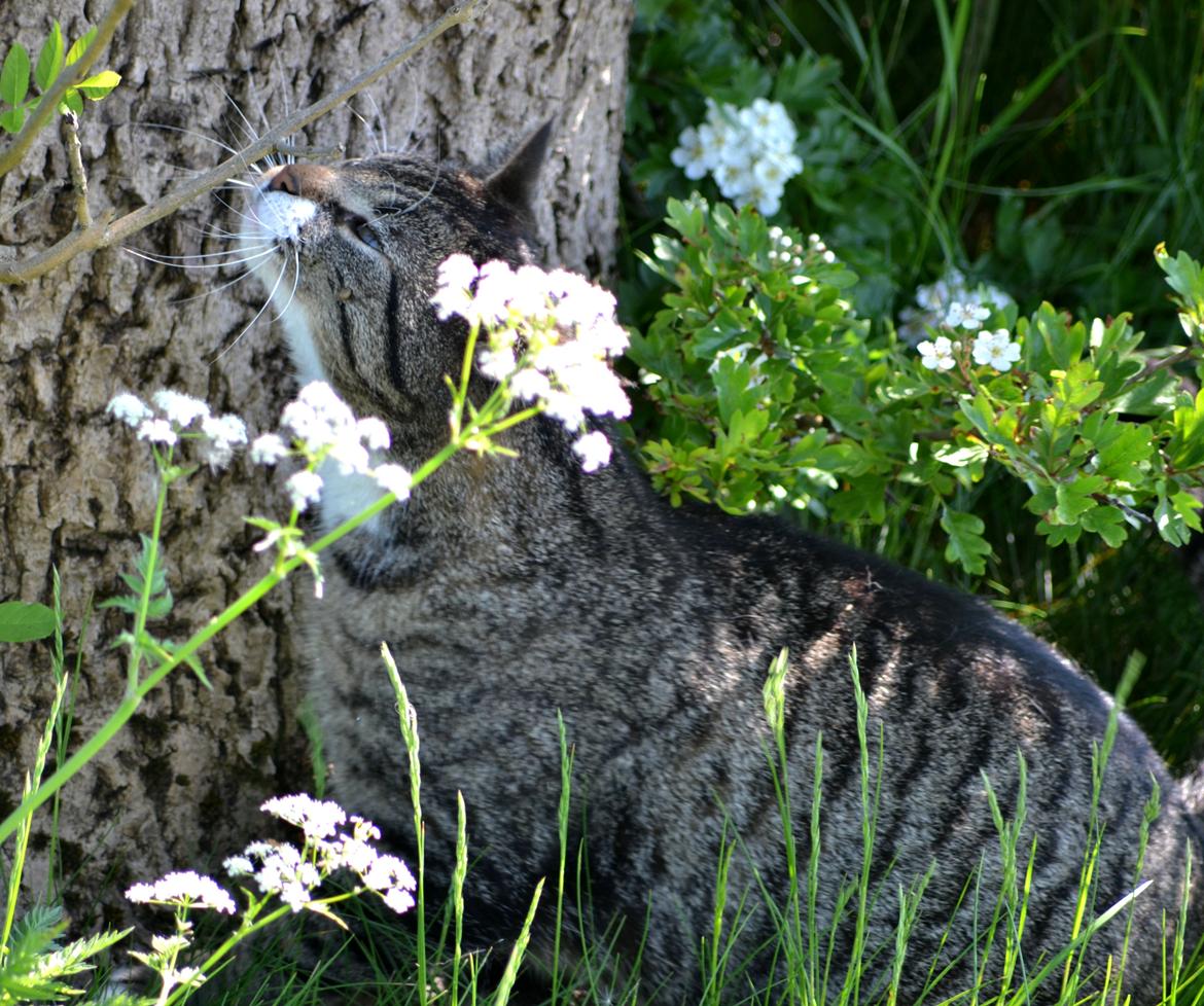 Huskat Anton - Anton lurer på et egern, han har jaget op i træet... den bandit!! billede 13