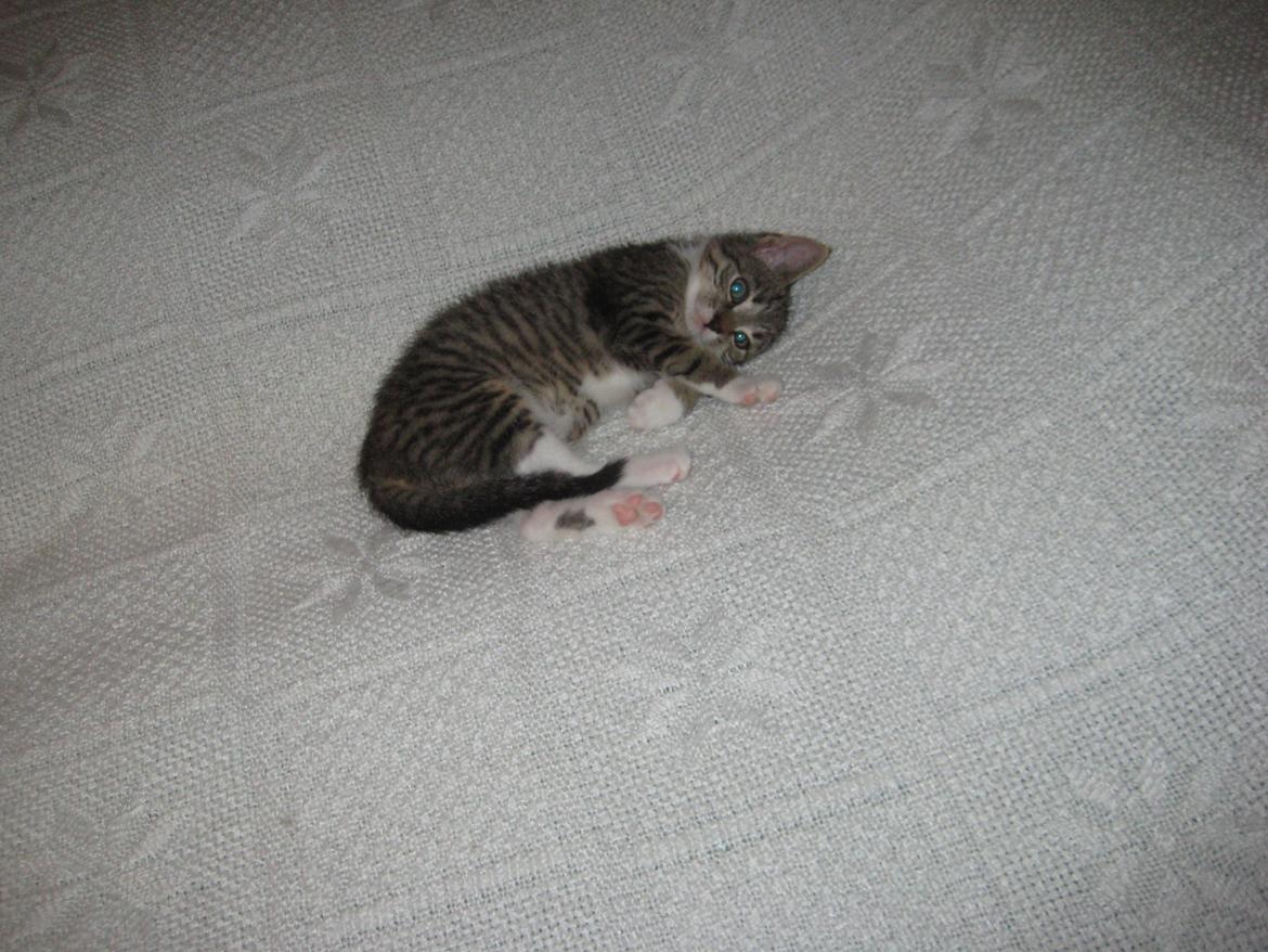 Huskat Mille billede 16