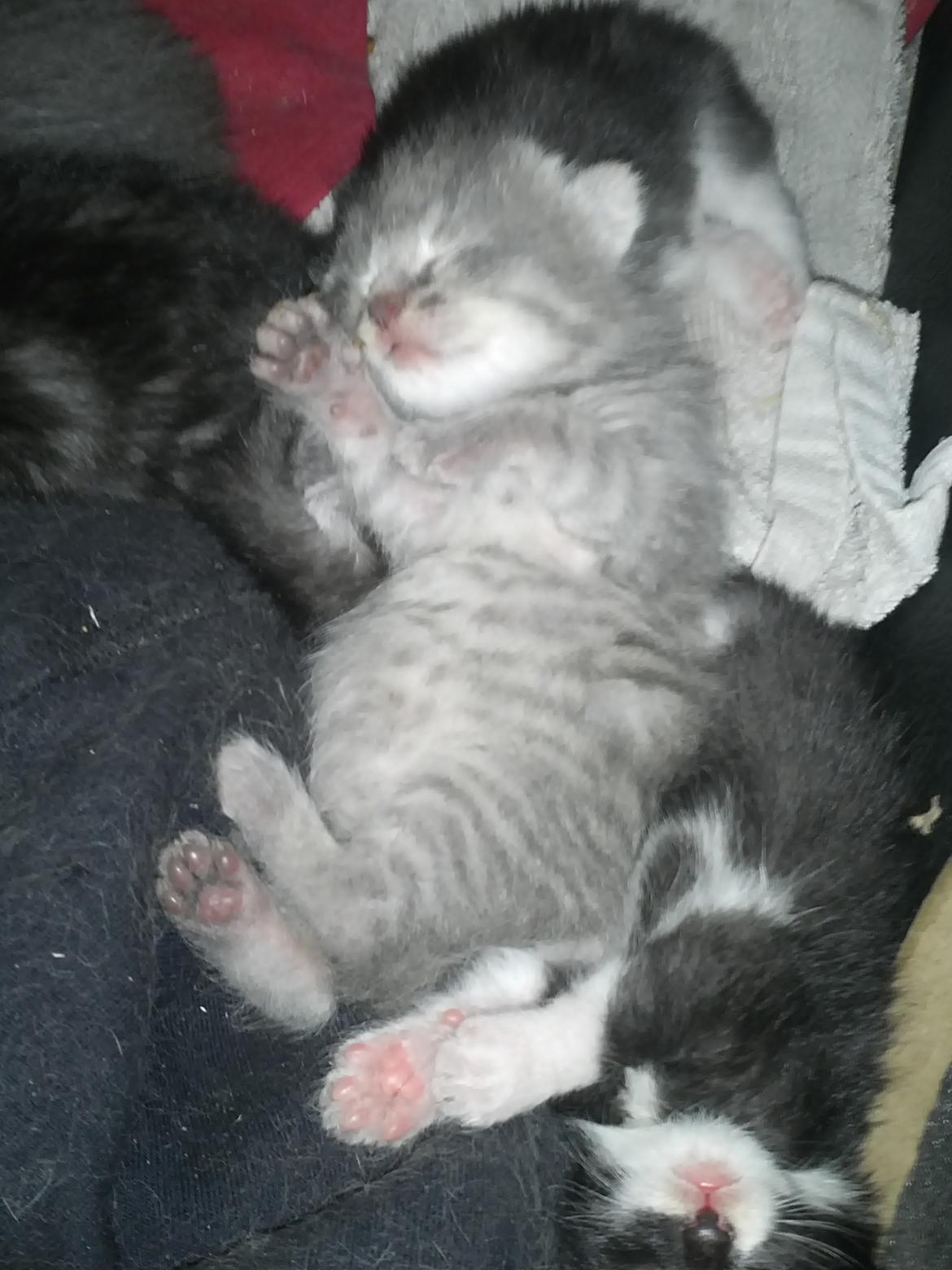 Blanding af racer ikke navngivet endnu billede 1