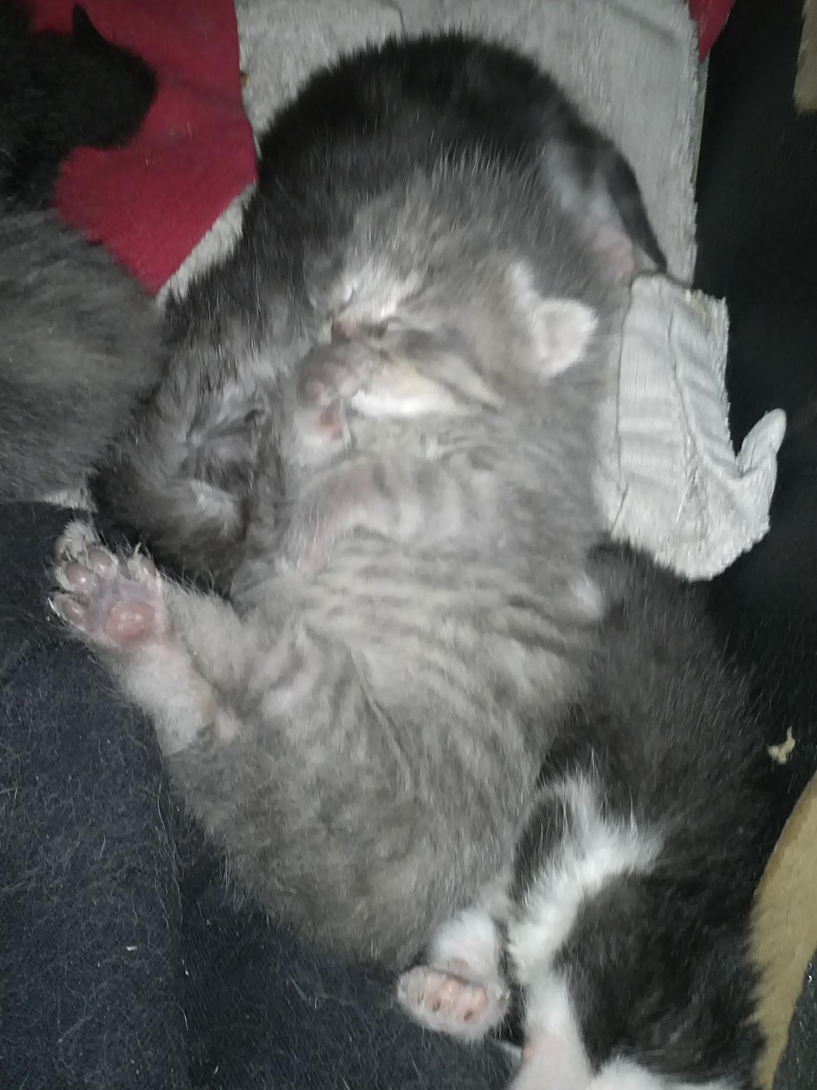 Blanding af racer ikke navngivet endnu billede 2