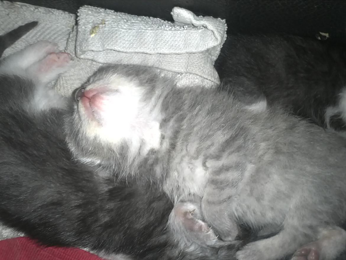 Blanding af racer ikke navngivet endnu billede 3