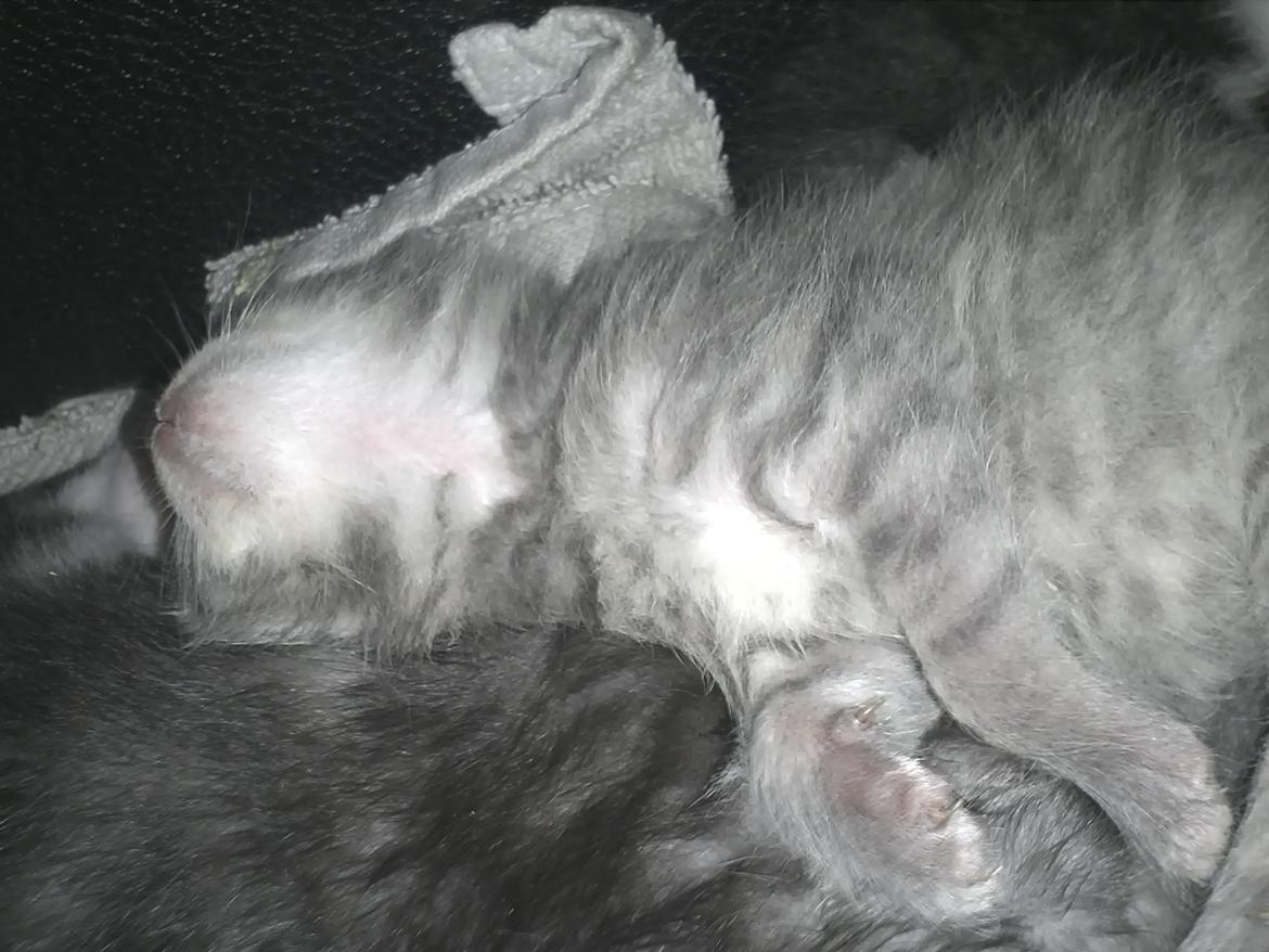 Blanding af racer ikke navngivet endnu billede 4