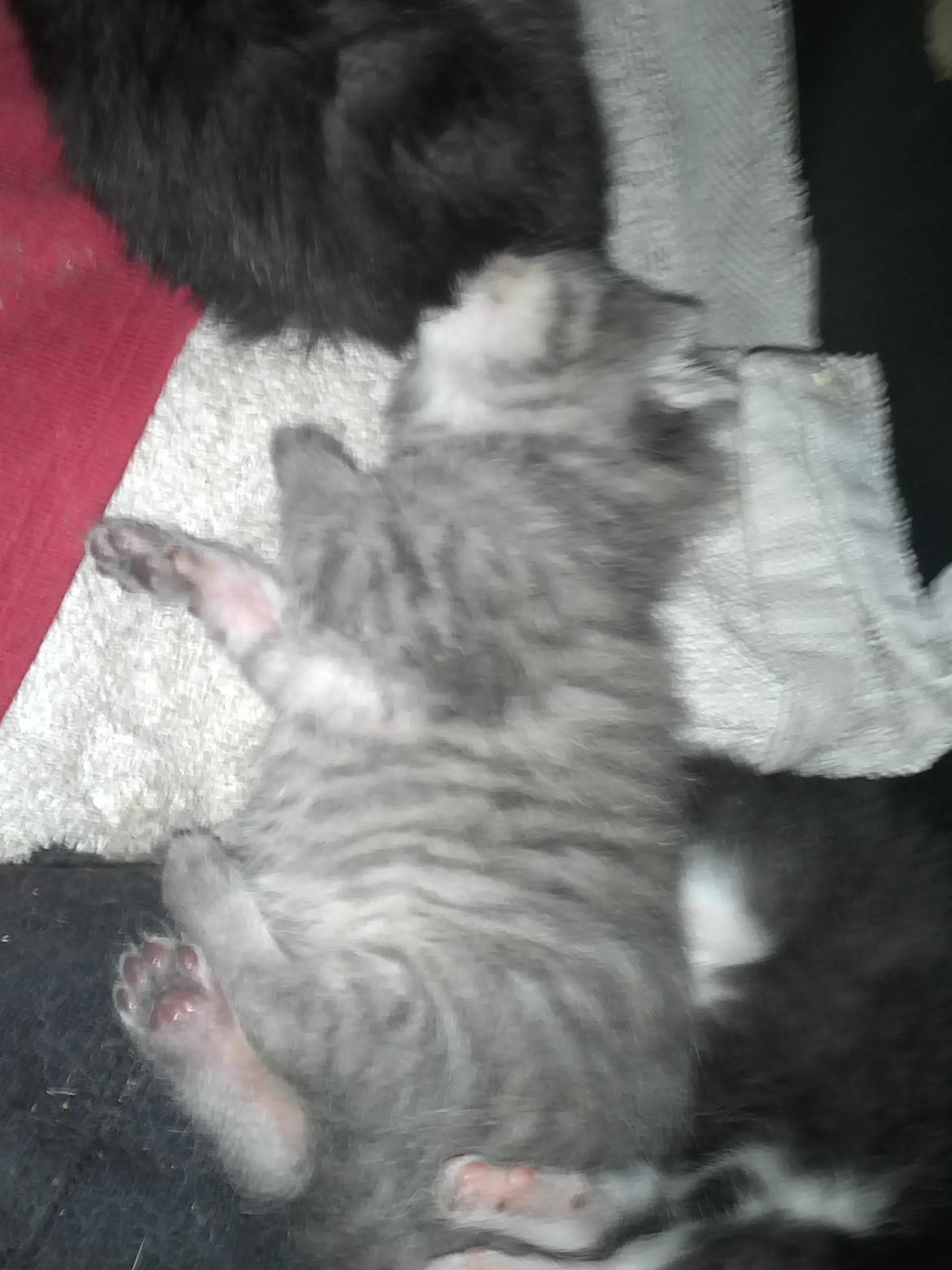 Blanding af racer ikke navngivet endnu billede 5