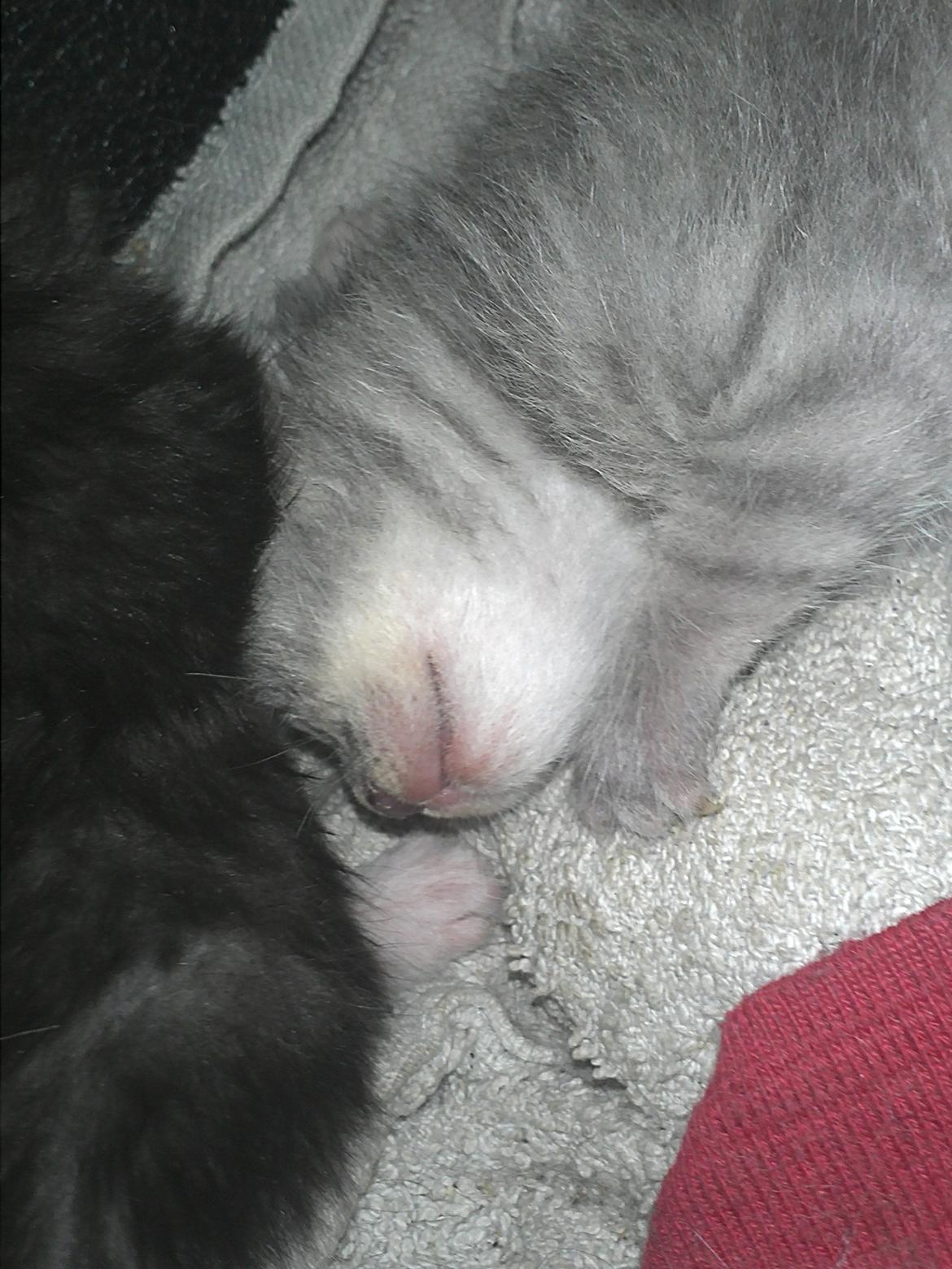 Blanding af racer ikke navngivet endnu billede 6