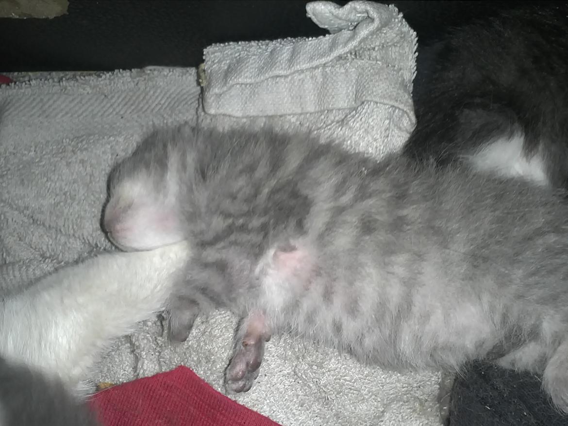 Blanding af racer ikke navngivet endnu billede 7