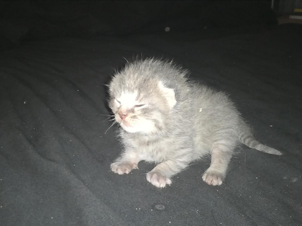 Blanding af racer ikke navngivet endnu billede 8