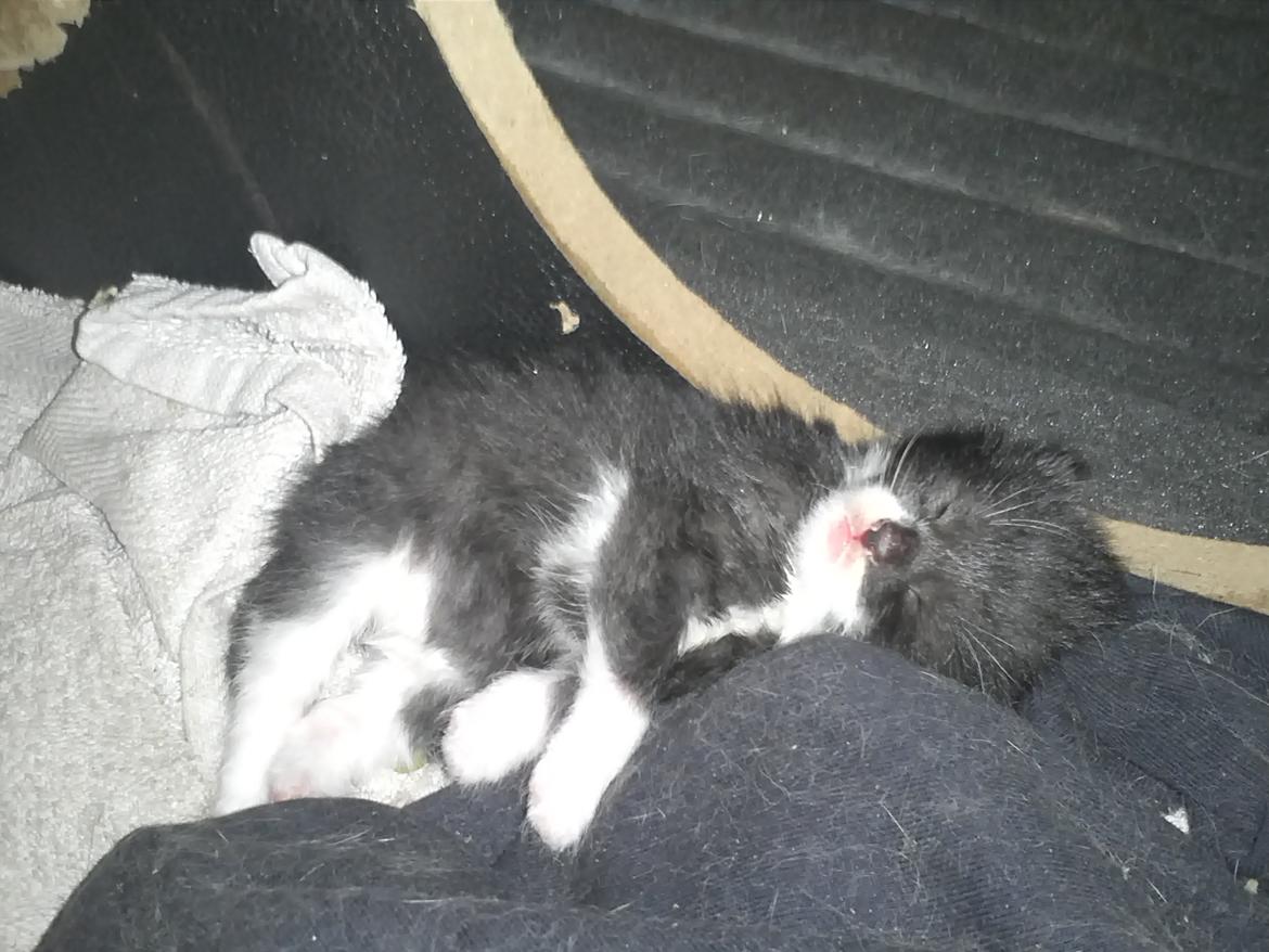 Blanding af racer Black or whit billede 1