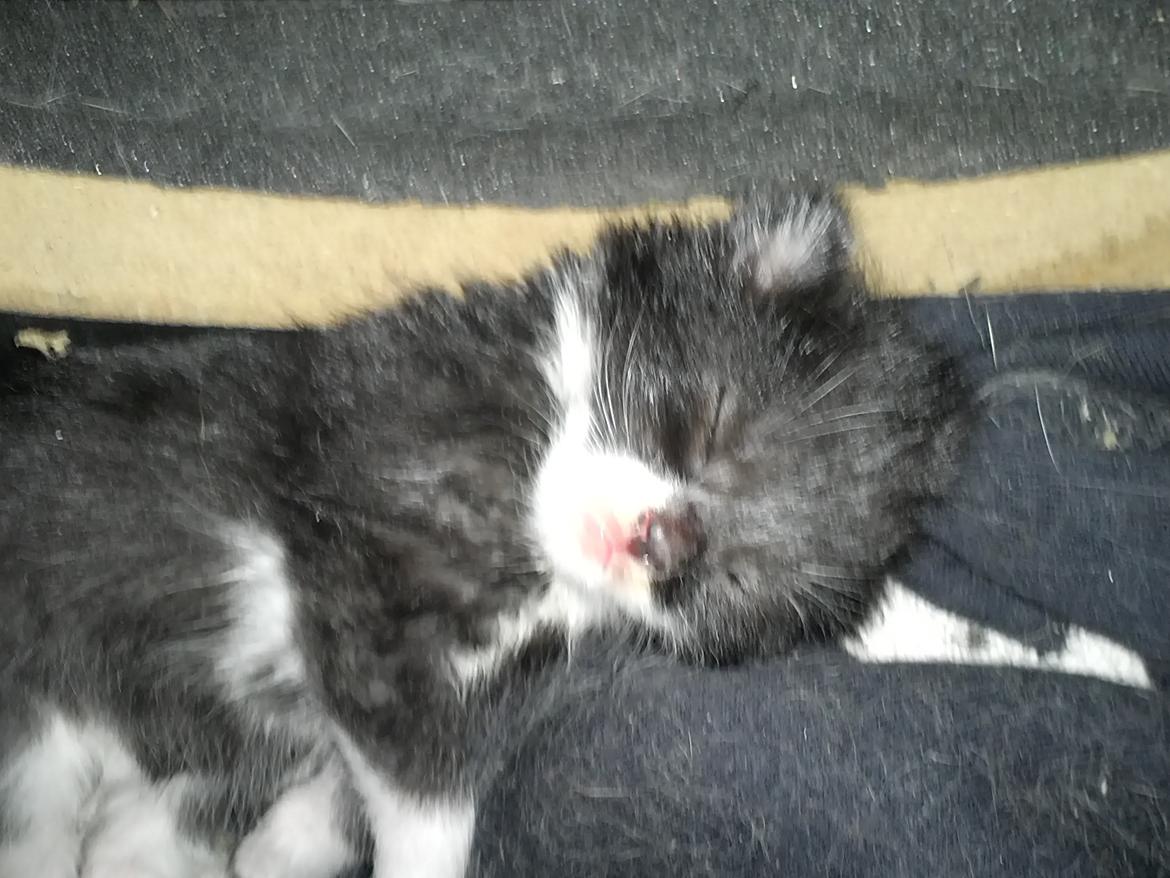 Blanding af racer Black or whit billede 2