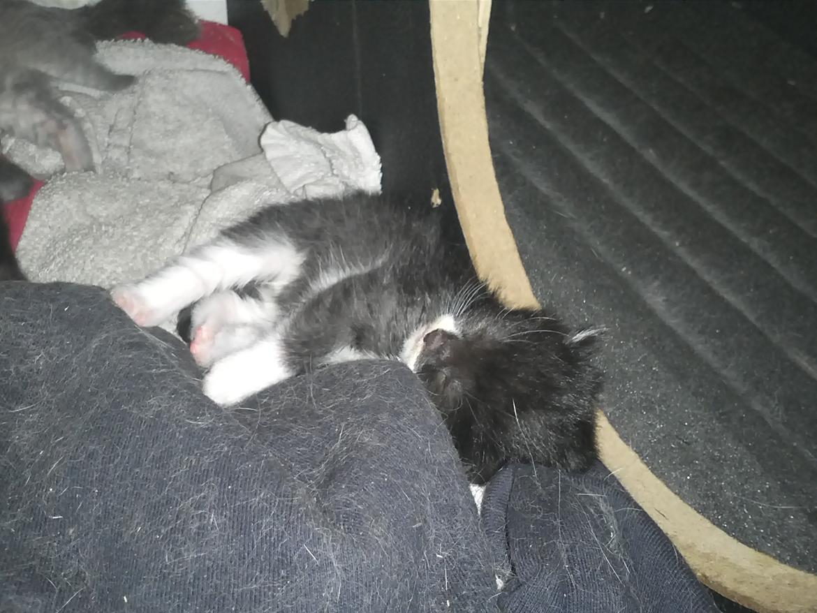 Blanding af racer Black or whit billede 3