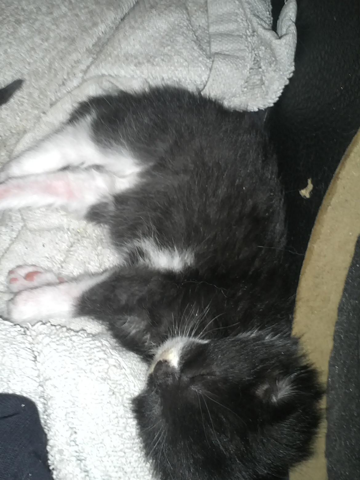 Blanding af racer Black or whit billede 4