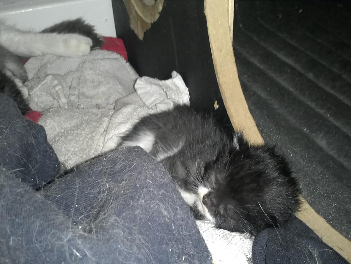 Blanding af racer Black or whit billede 5