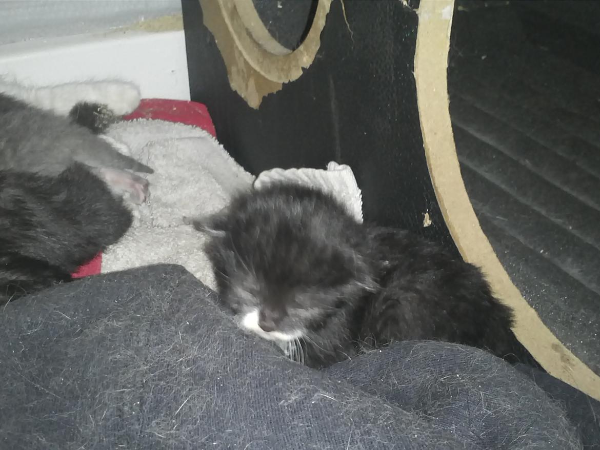 Blanding af racer Black or whit billede 6