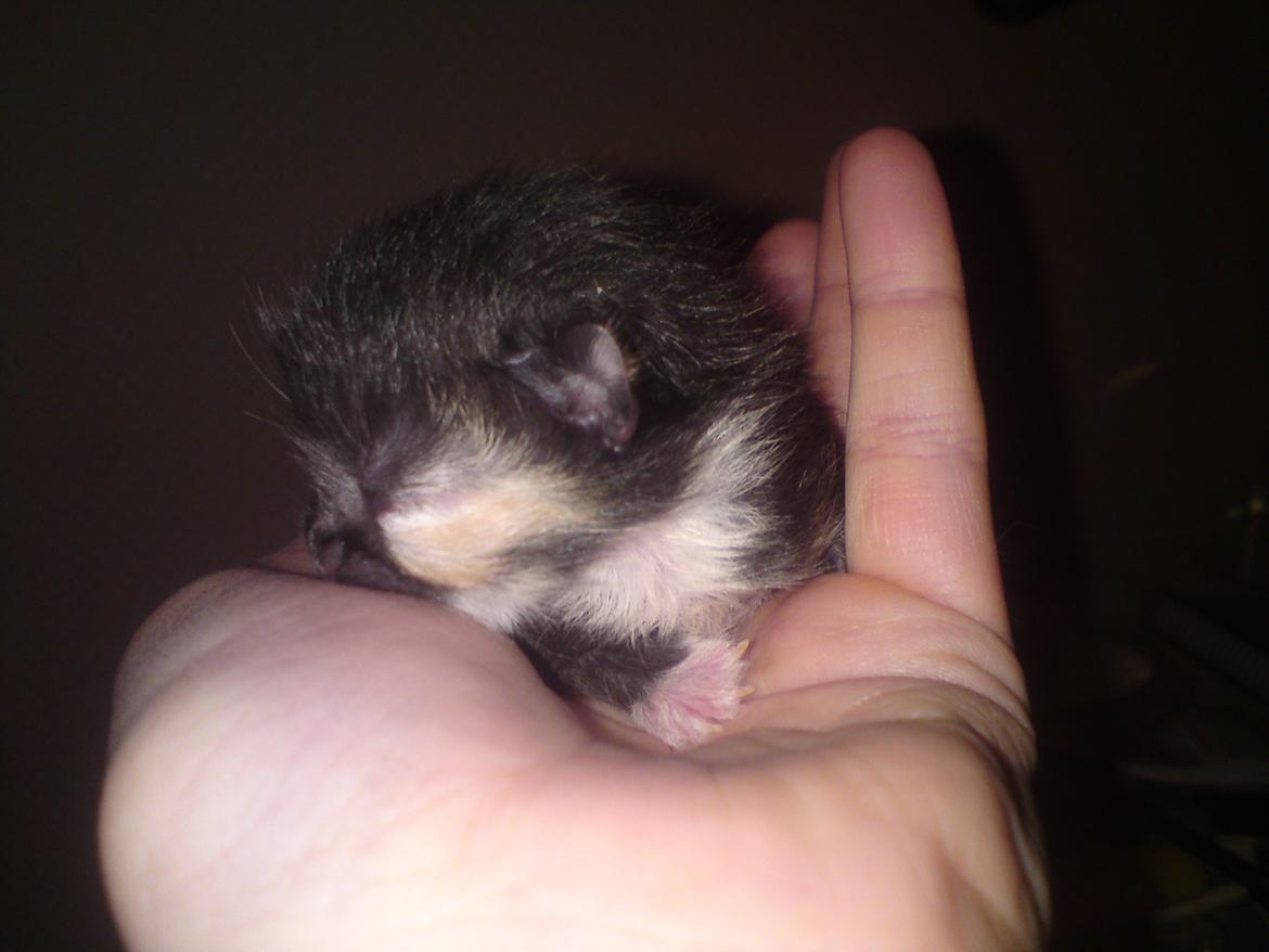 Huskat Taz - 14 maj billede 2