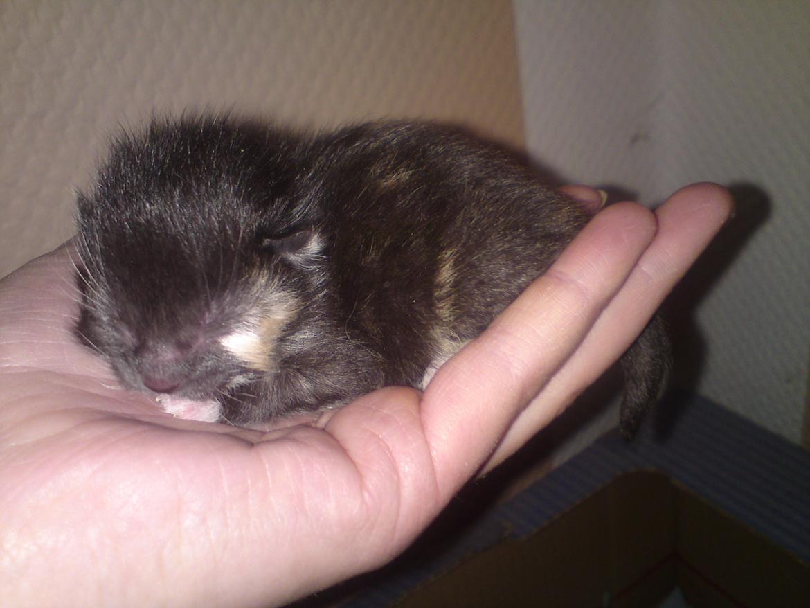 Huskat Taz - 14 maj billede 3