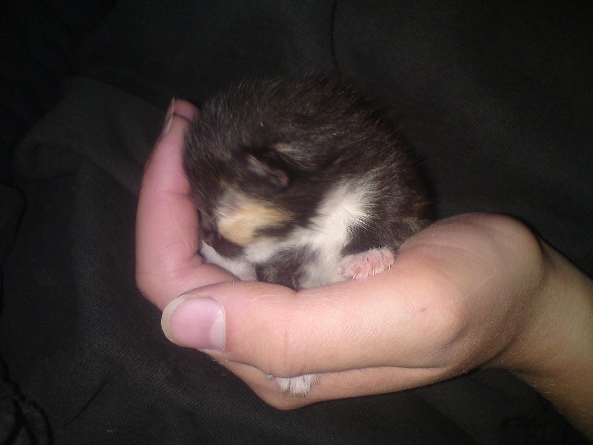 Huskat Taz - 15 maj billede 4