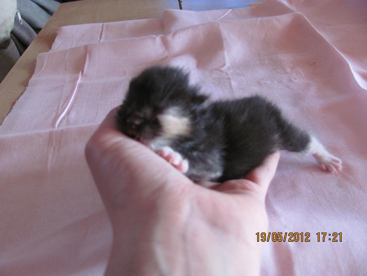 Huskat Taz - 19 maj billede 5