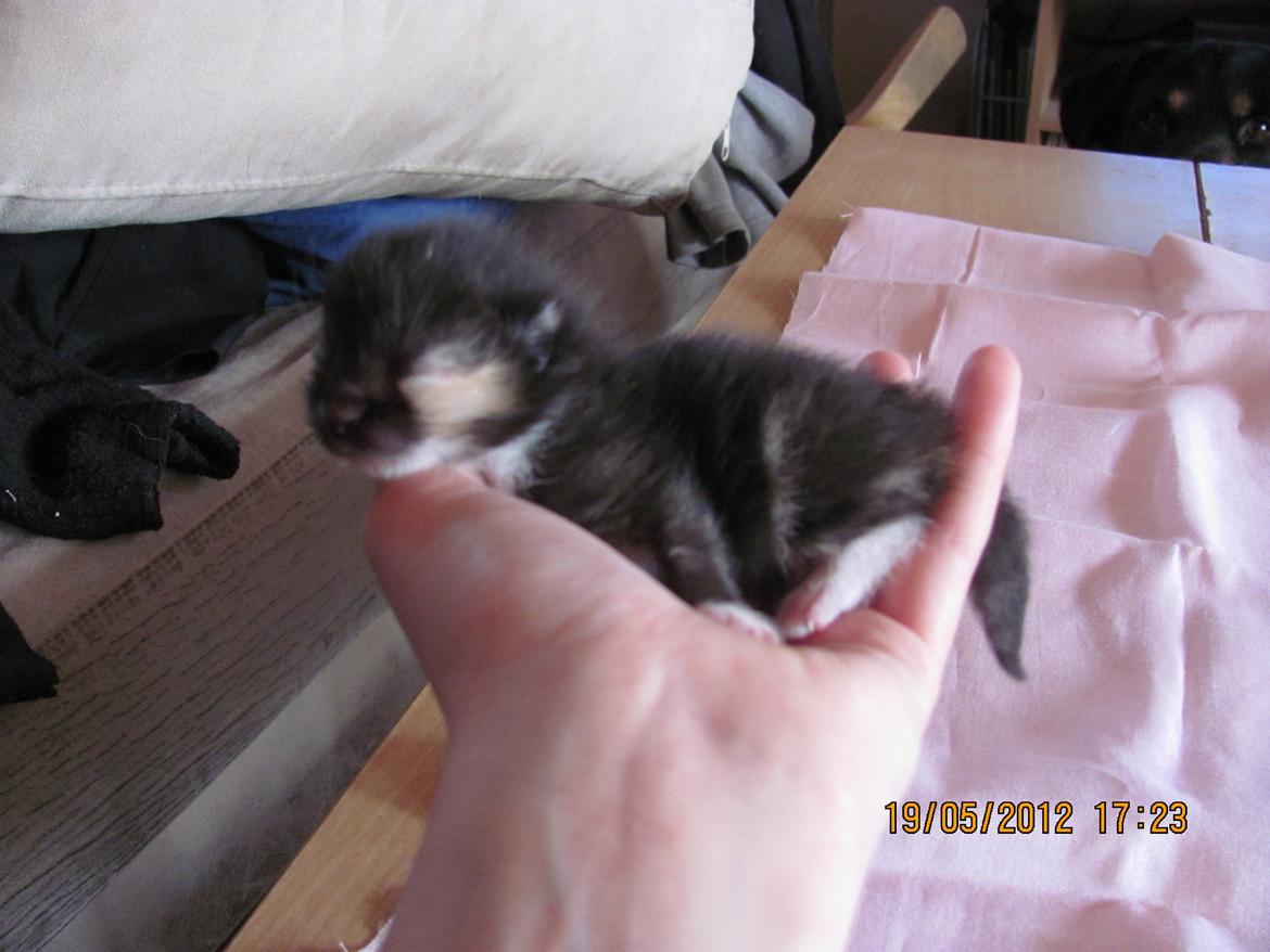 Huskat Taz - 19 maj billede 6