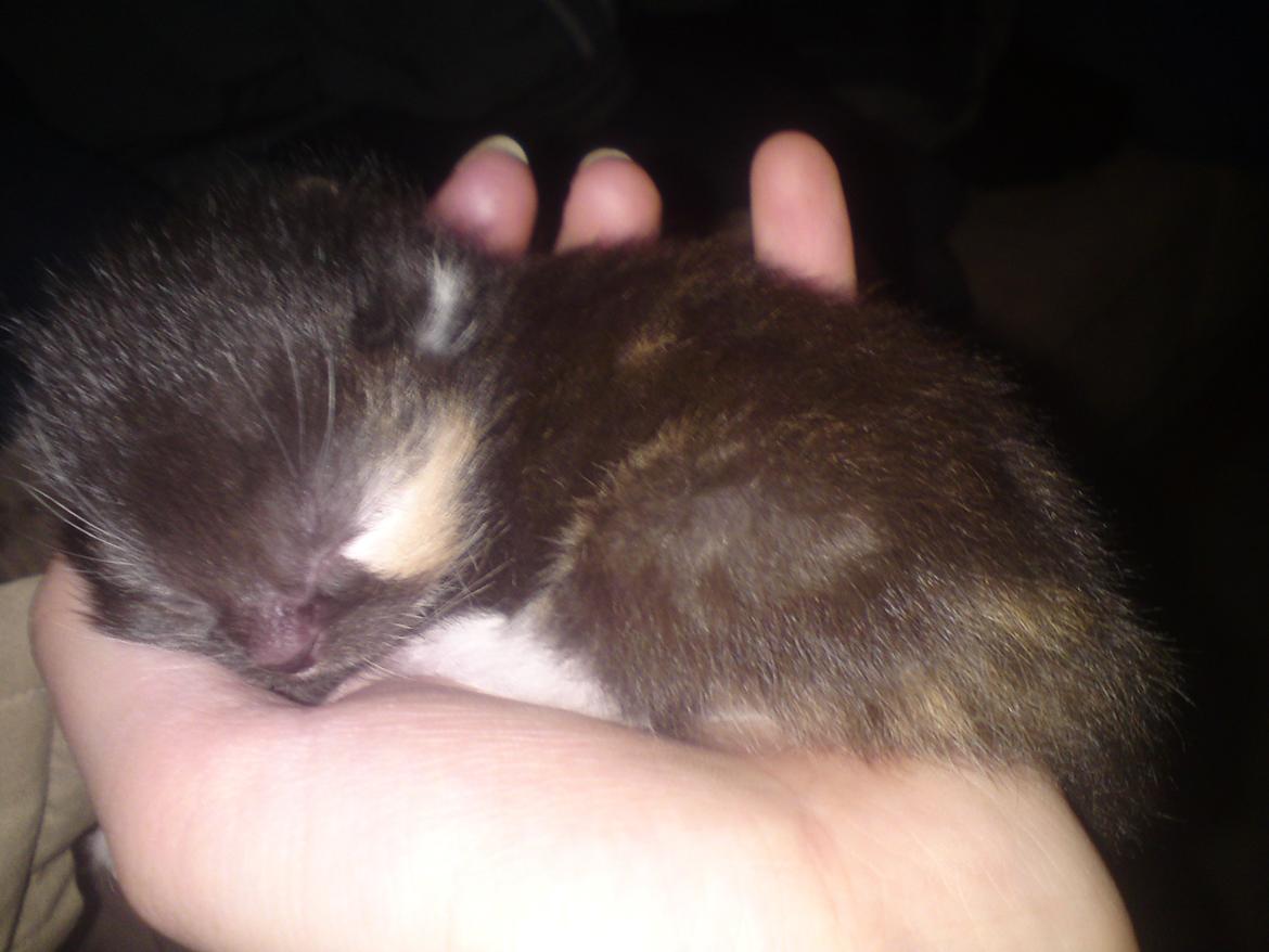 Huskat Taz - 20 maj billede 7