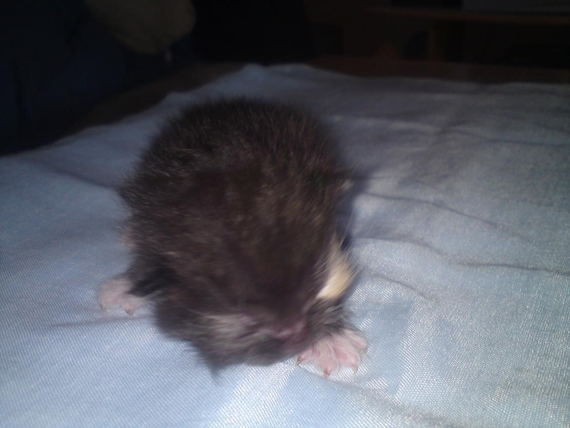 Huskat Taz - 26 maj billede 8