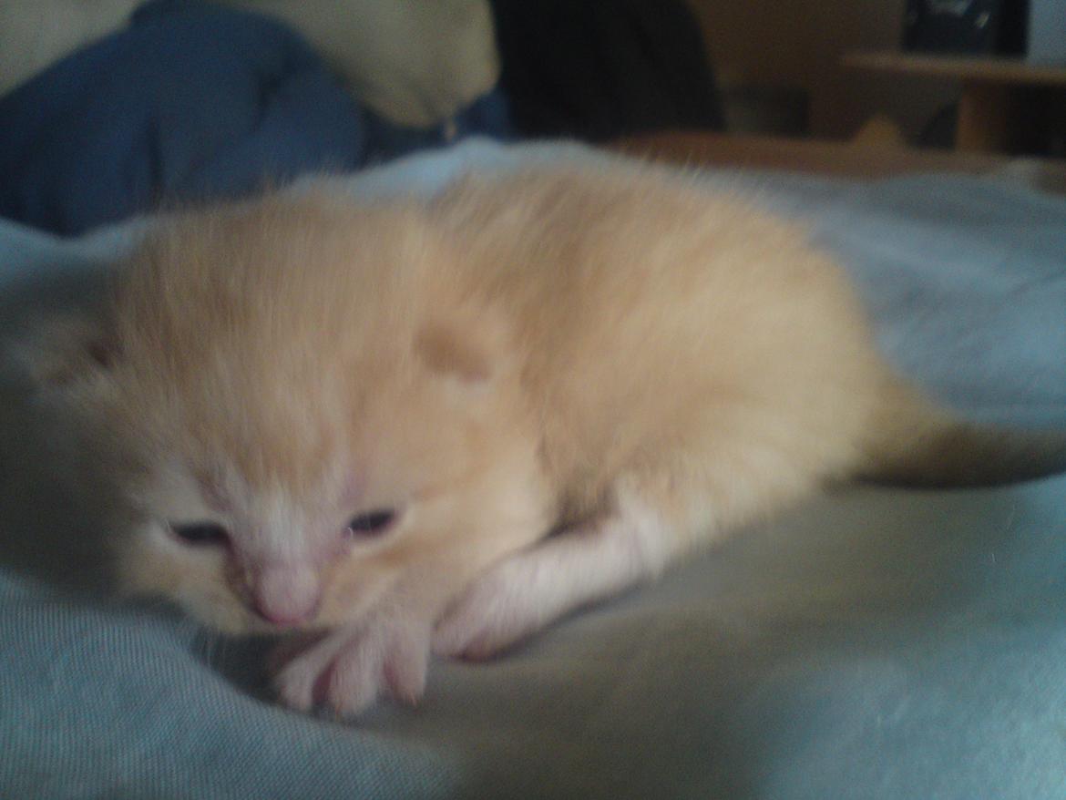 Huskat Cornelius R.I.P. - 26-5-12 billede 2