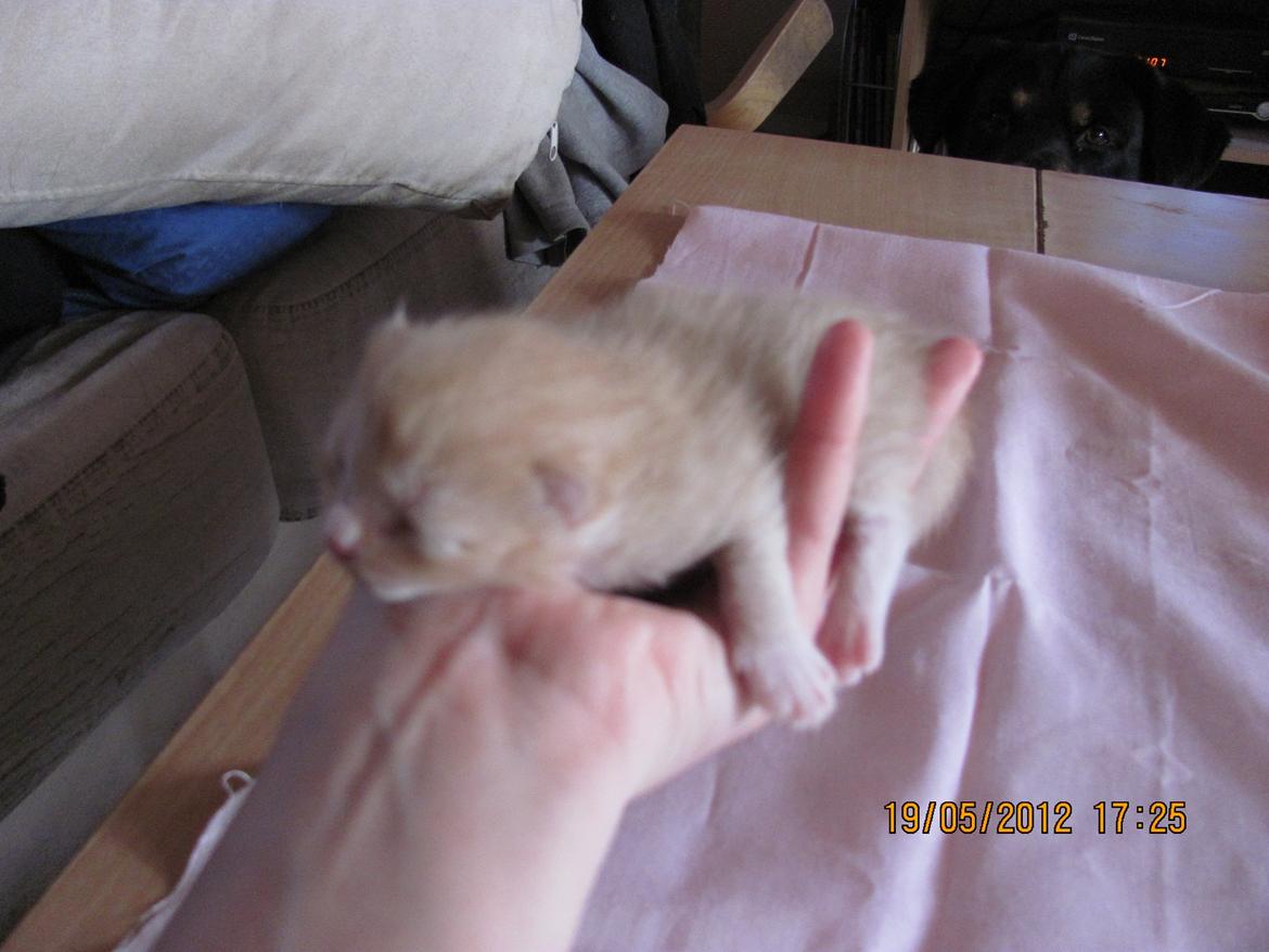 Huskat Cornelius R.I.P. billede 6