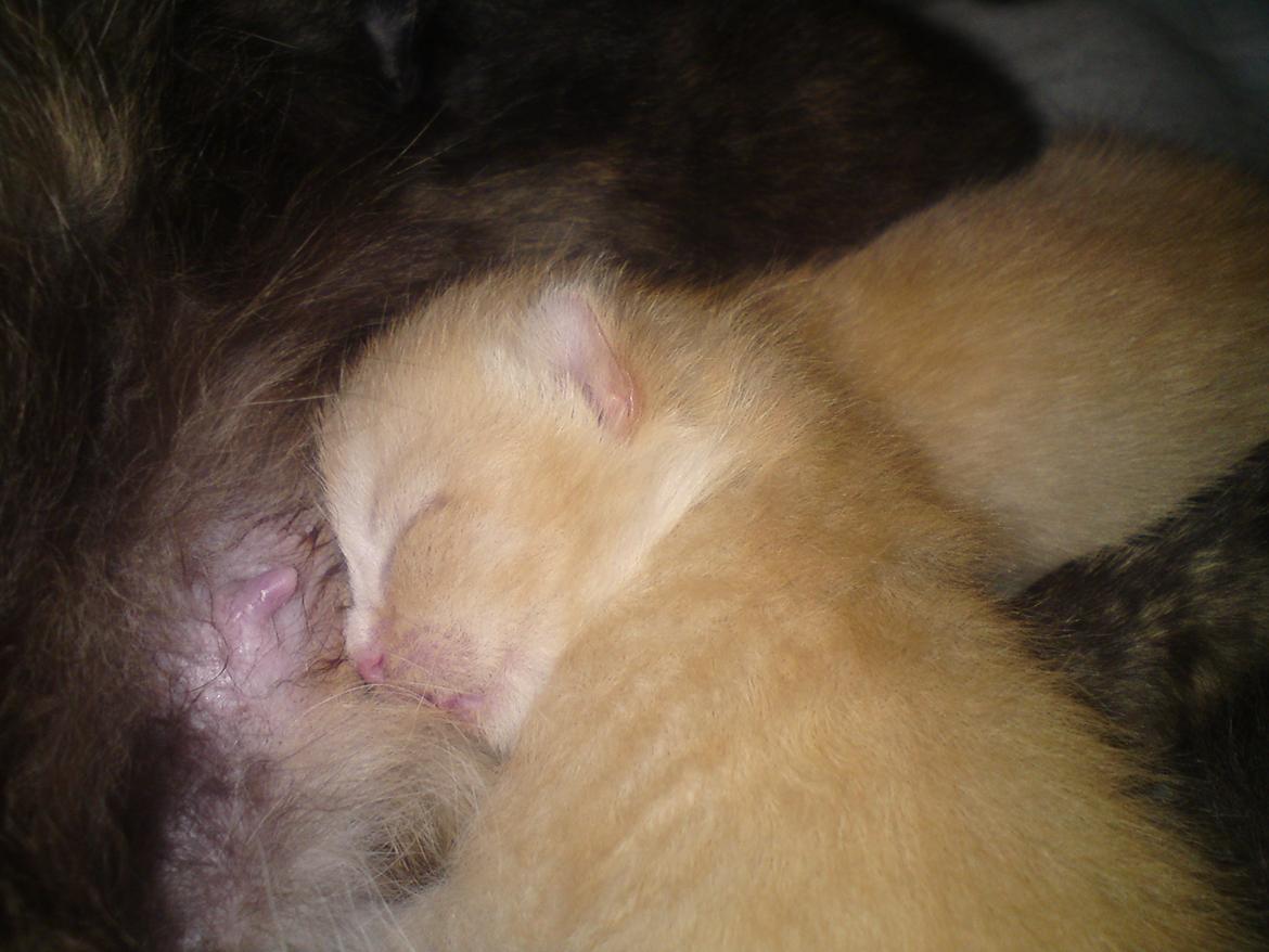 Huskat Cornelius R.I.P. - 20-5-12 billede 8