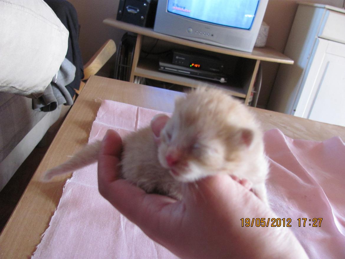 Huskat Bailey billede 6
