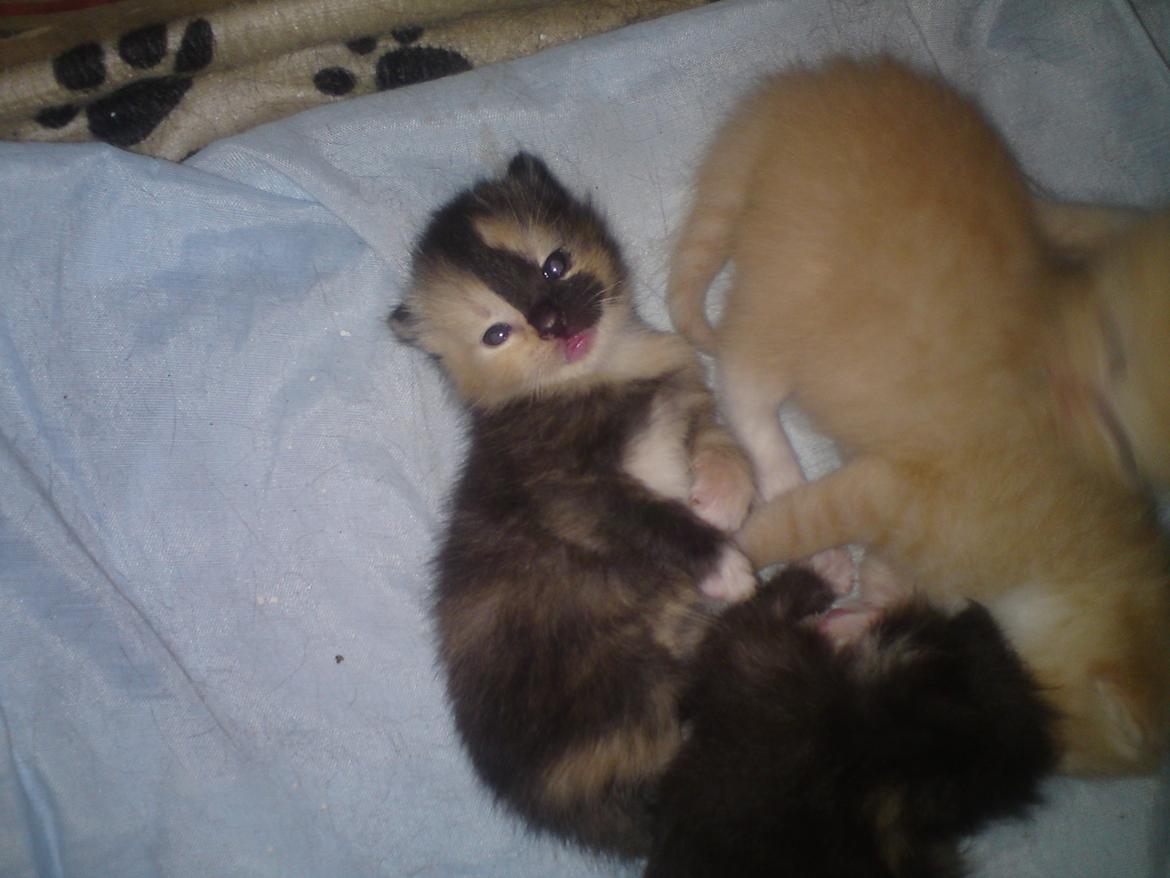 Huskat Maggie - 28-5-12 billede 2