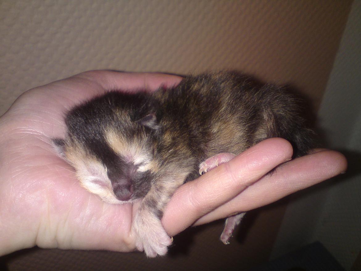 Huskat Maggie - 14-5-12 billede 3