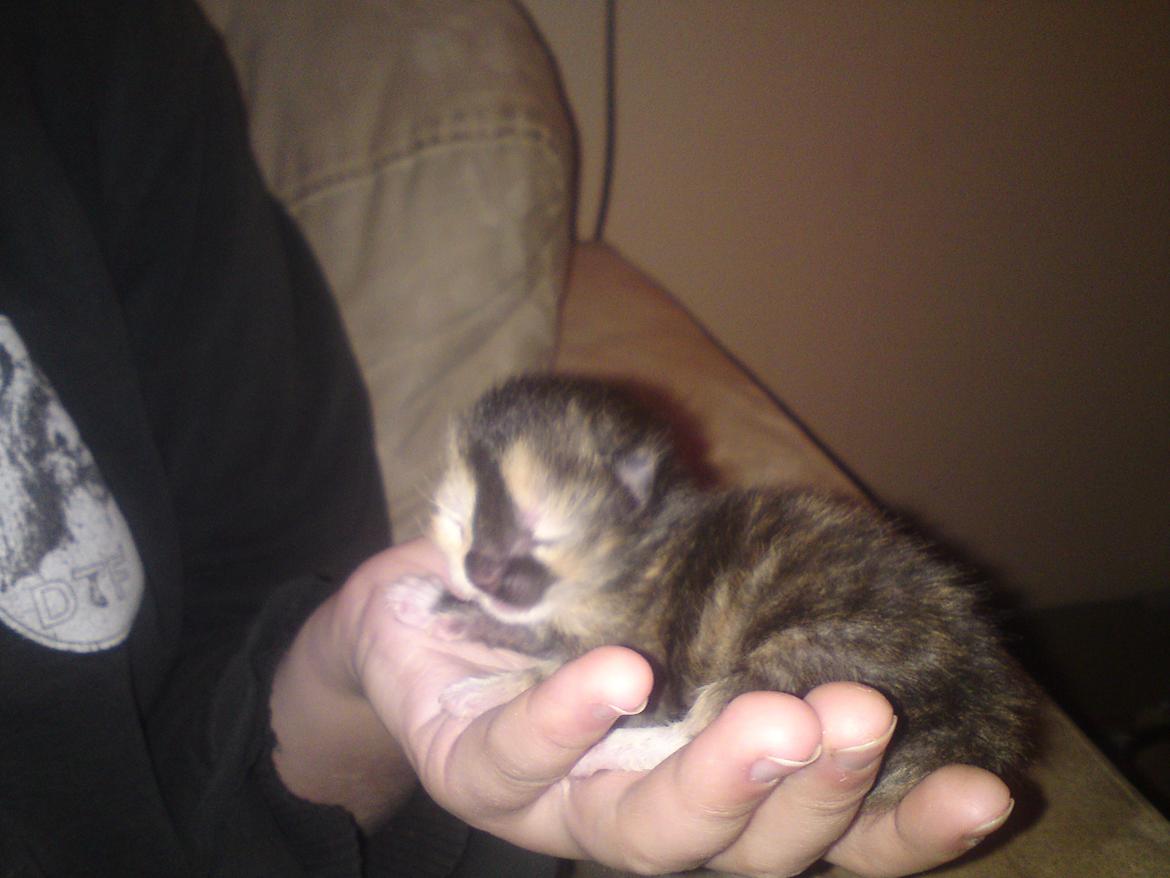 Huskat Maggie - 15-5-12 billede 4