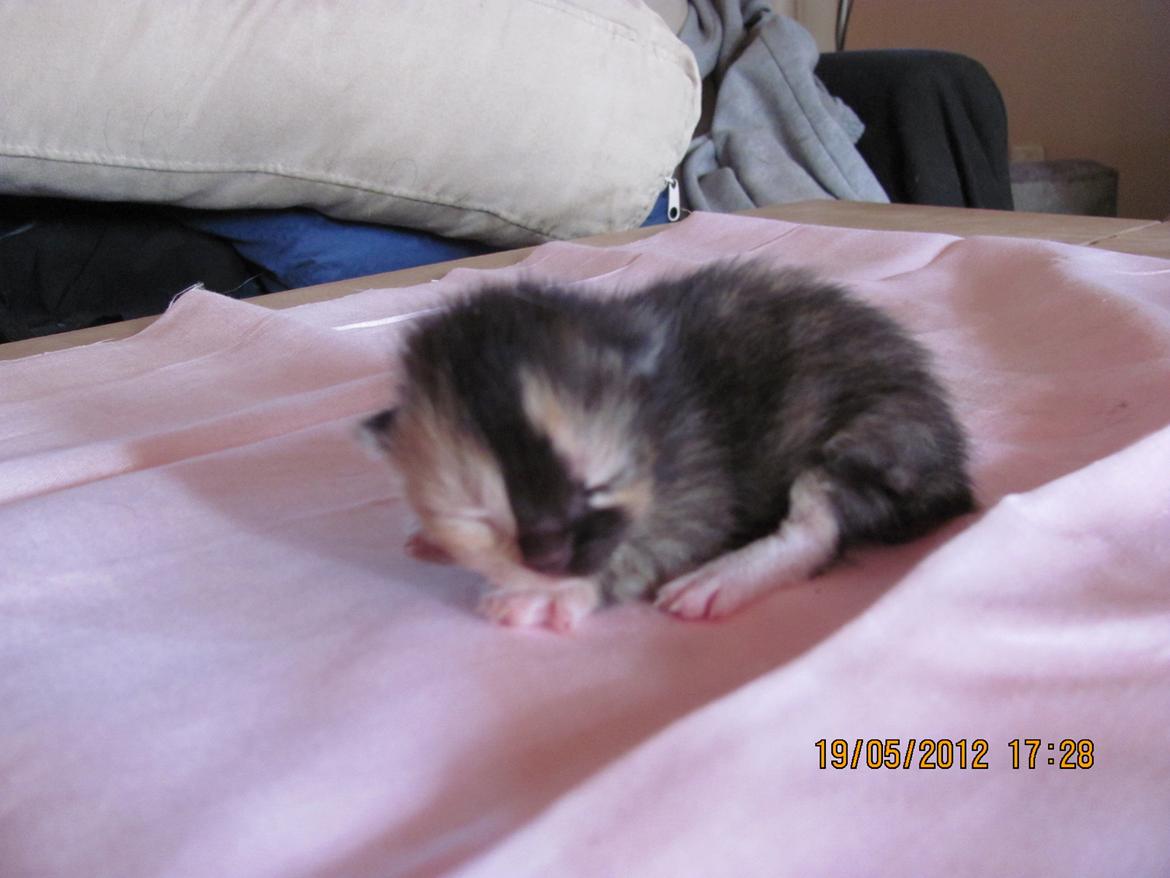 Huskat Maggie billede 5