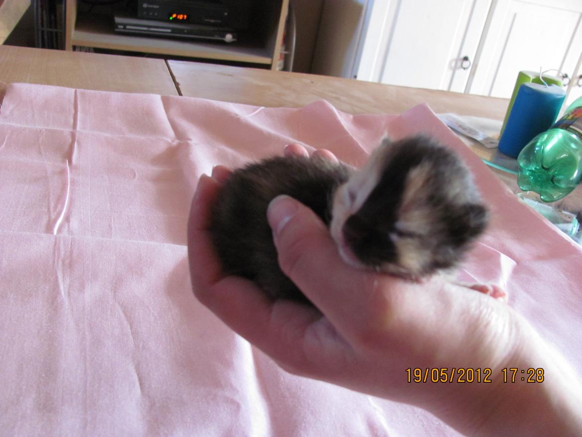 Huskat Maggie billede 6