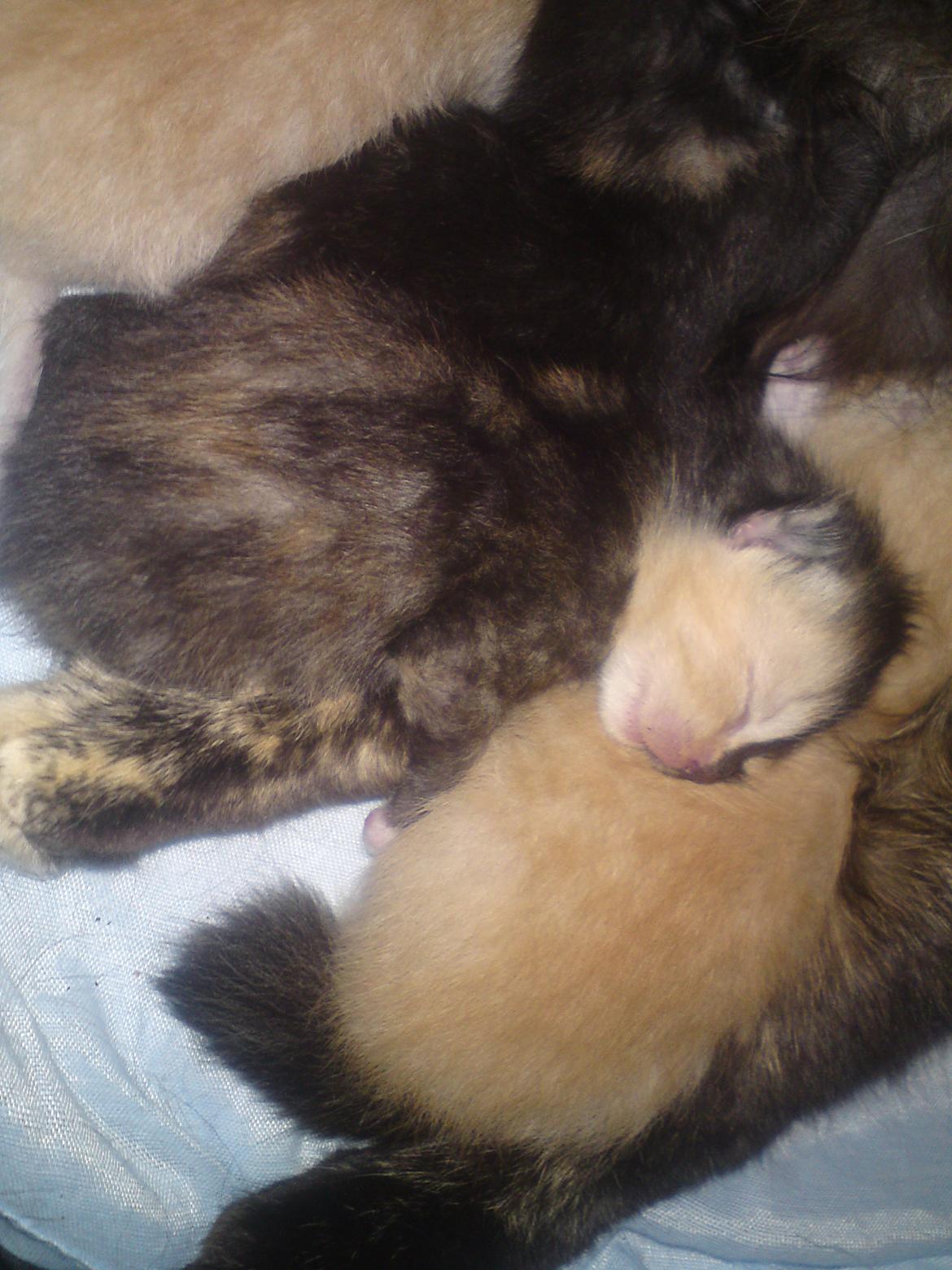 Huskat Maggie - 19-5-12 billede 7