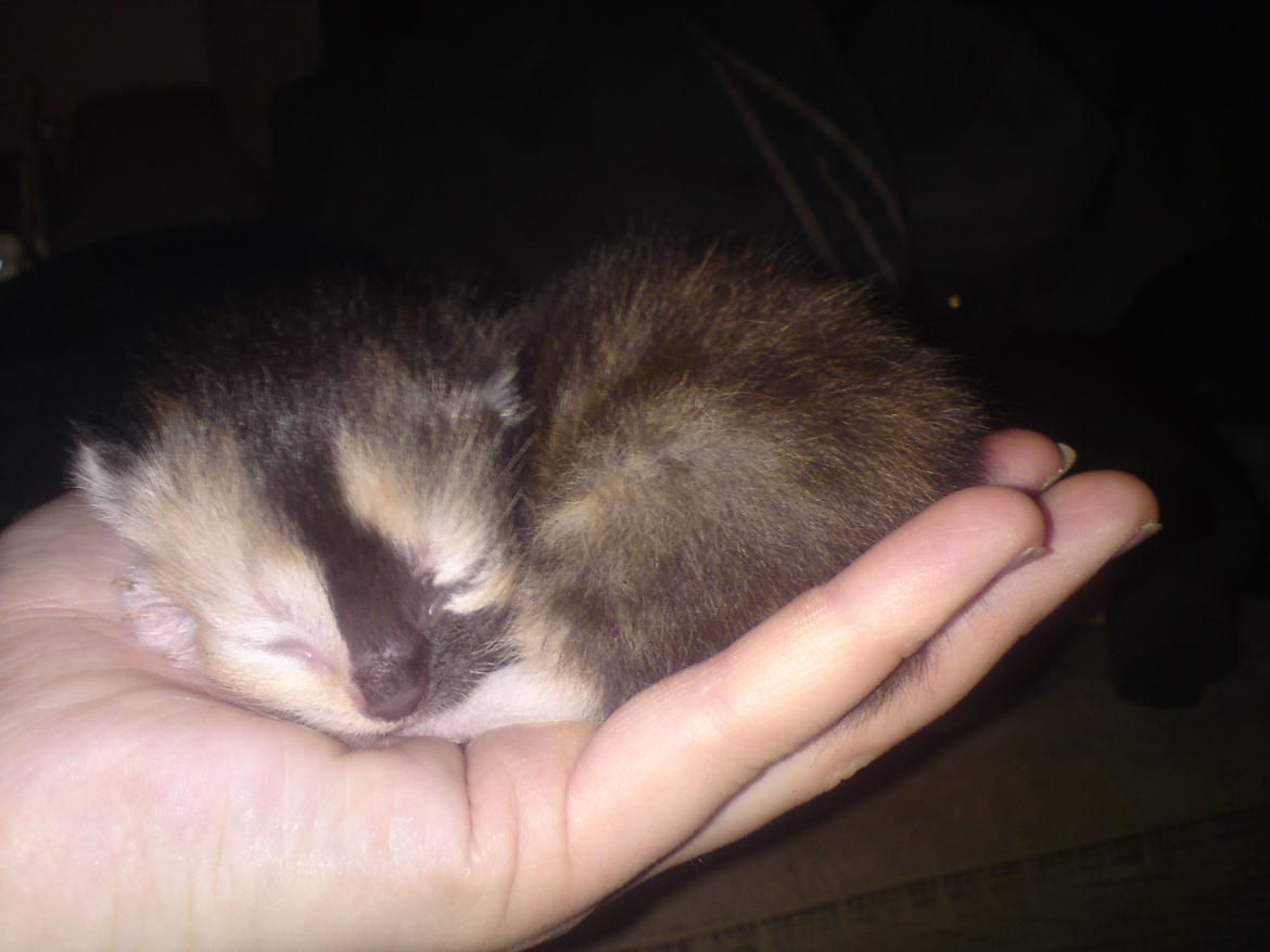 Huskat Maggie - 20-5-12 billede 8