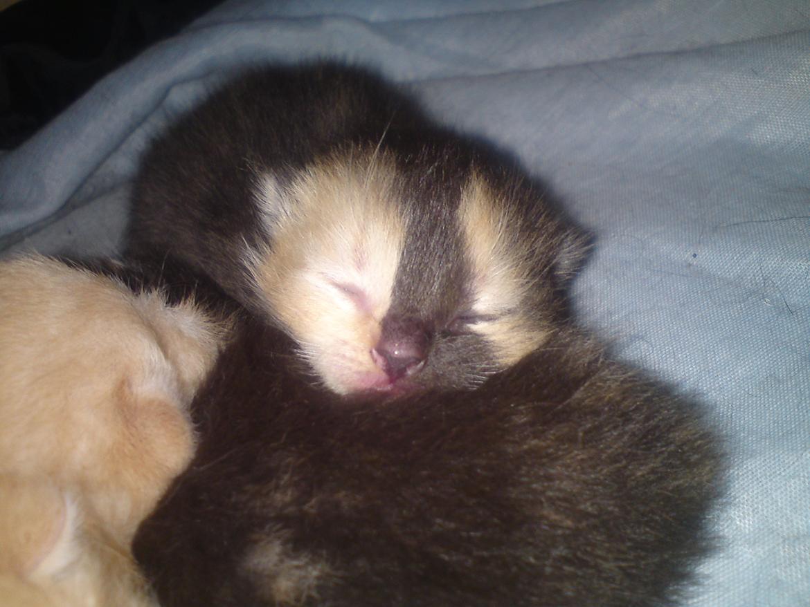 Huskat Maggie - 23-5-12 billede 9