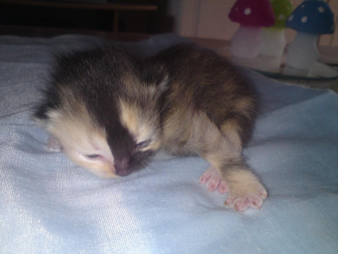 Huskat Maggie - 26-5-12 billede 10