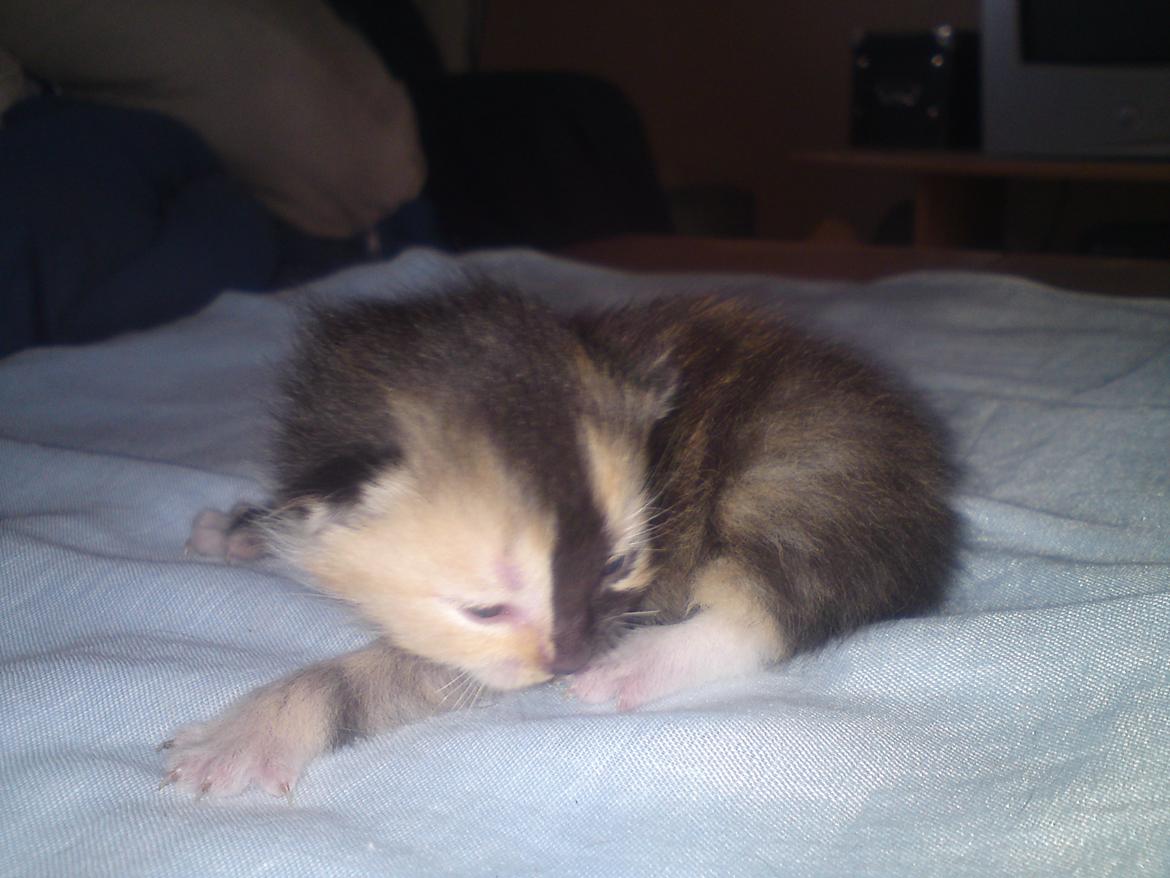 Huskat Maggie - 26-5-12 billede 11