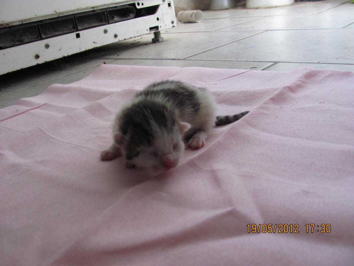 Huskat Kira billede 4