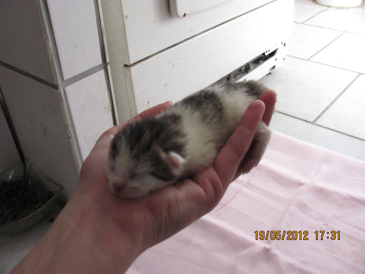 Huskat Kira billede 5