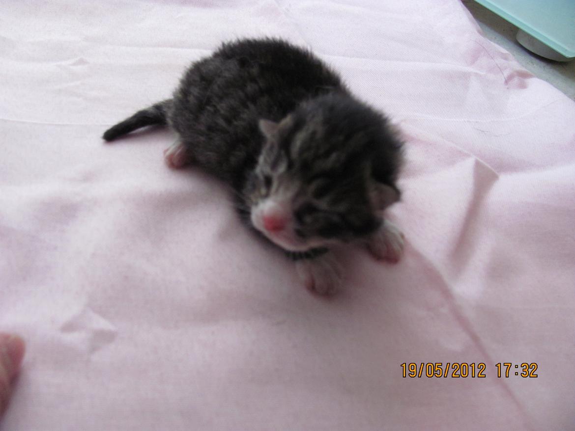 Huskat William billede 4